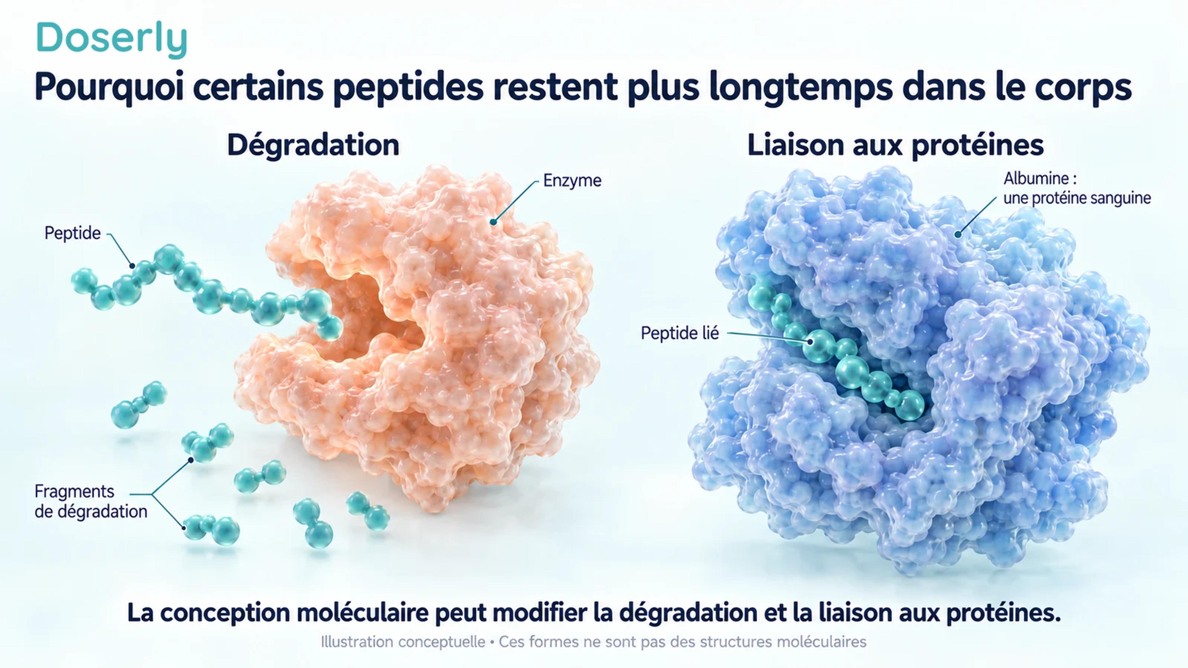 Chaîne peptidique conceptuelle à côté d’une enzyme de dégradation et de fragments, avec un deuxième peptide lié à l’albumine, une protéine sanguine.