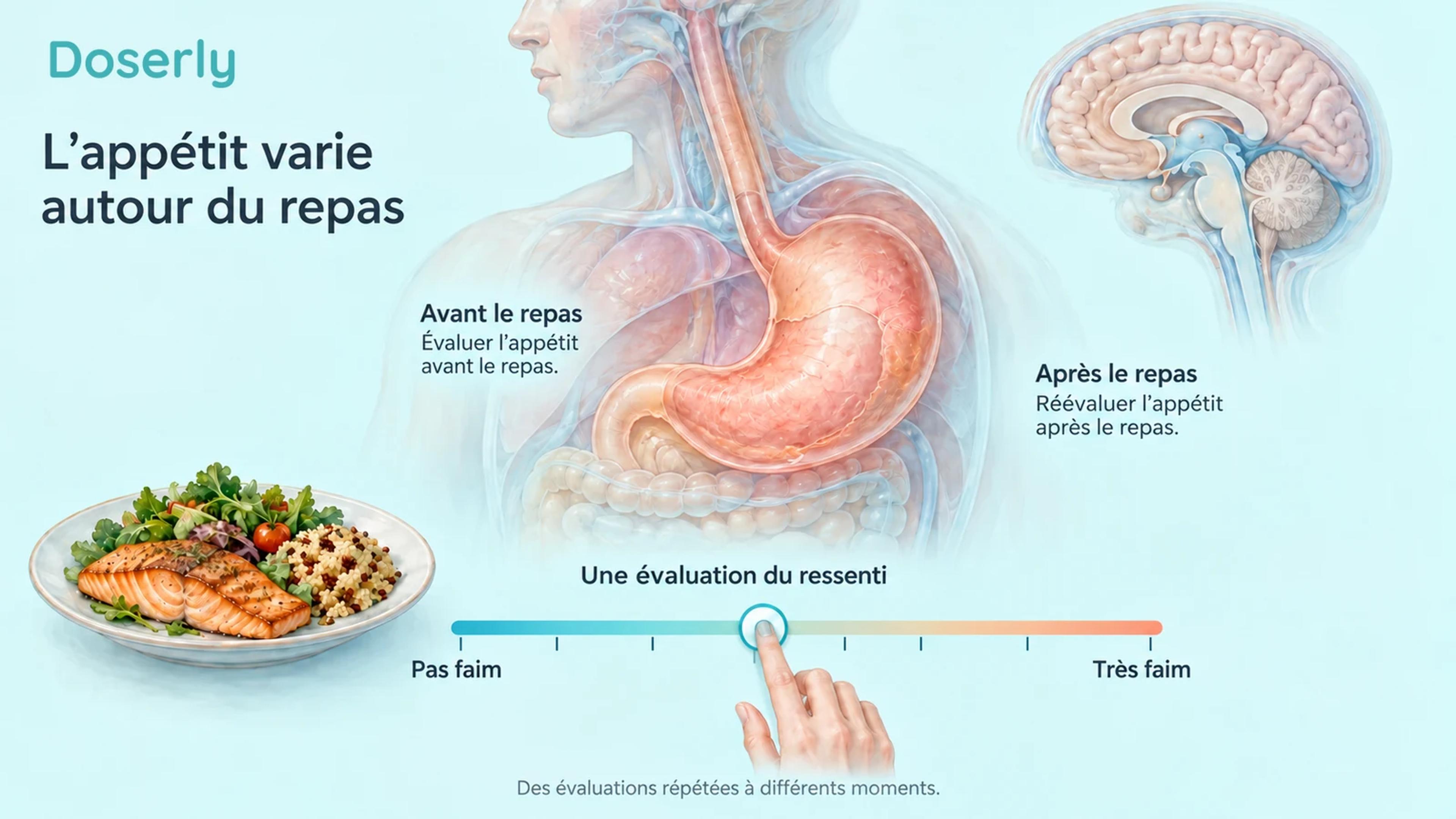 L’anatomie de l’estomac et une échelle conceptuelle d’évaluation de la faim illustrent des évaluations répétées de l’appétit.