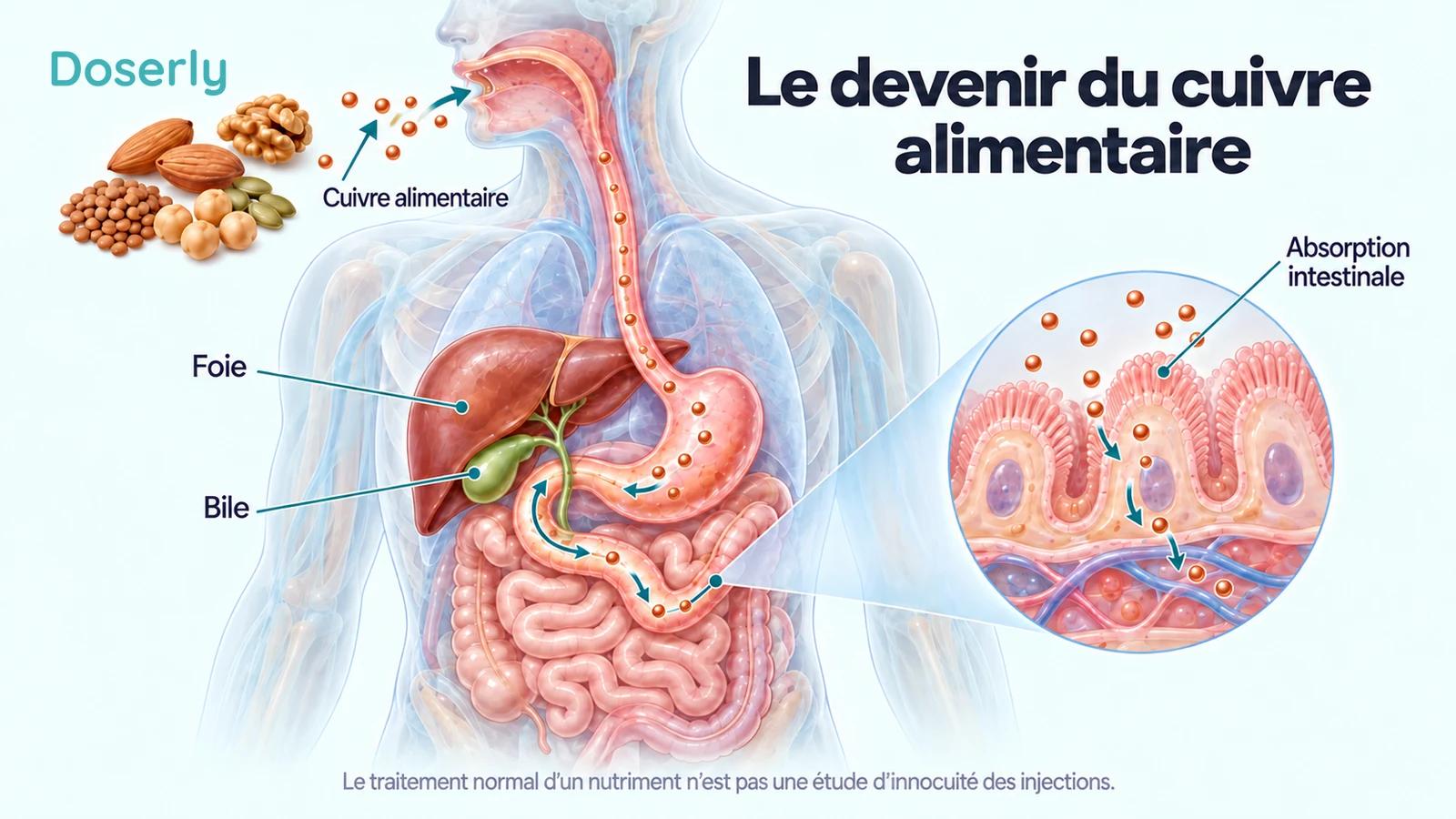 Anatomie digestive translucide montrant le cuivre alimentaire, l’absorption intestinale, le foie et la bile.