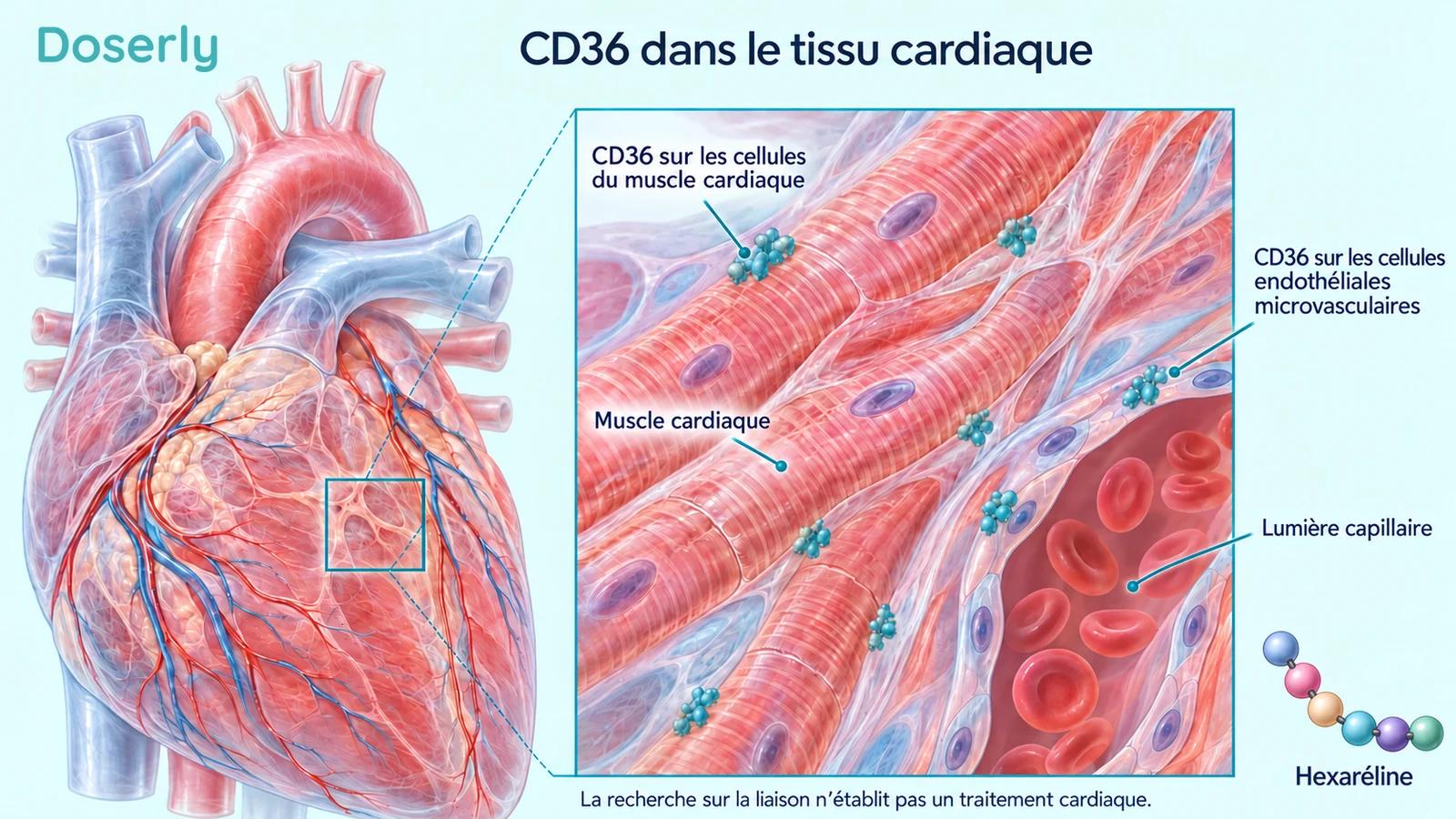 Cœur détaillé et tissu myocardique agrandi montrant CD36 à la surface des cellules du muscle cardiaque et des cellules endothéliales microvasculaires