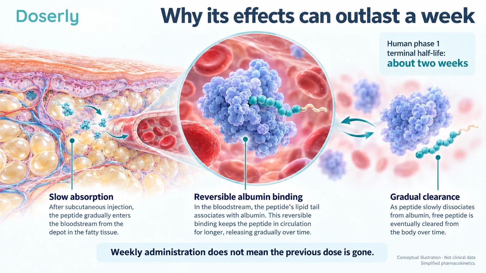Subcutaneous tissue, a blood vessel and a schematic albumin protein illustrate slow absorption, reversible binding and gradual clearance of a long-acting peptide.