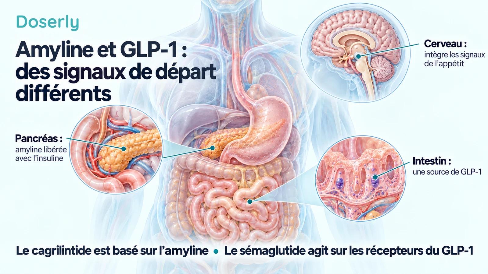 Anatomie digestive translucide avec des encadrés sur le pancréas, l’intestin et le cerveau illustrant les sources et l’intégration des signaux de l’appétit.