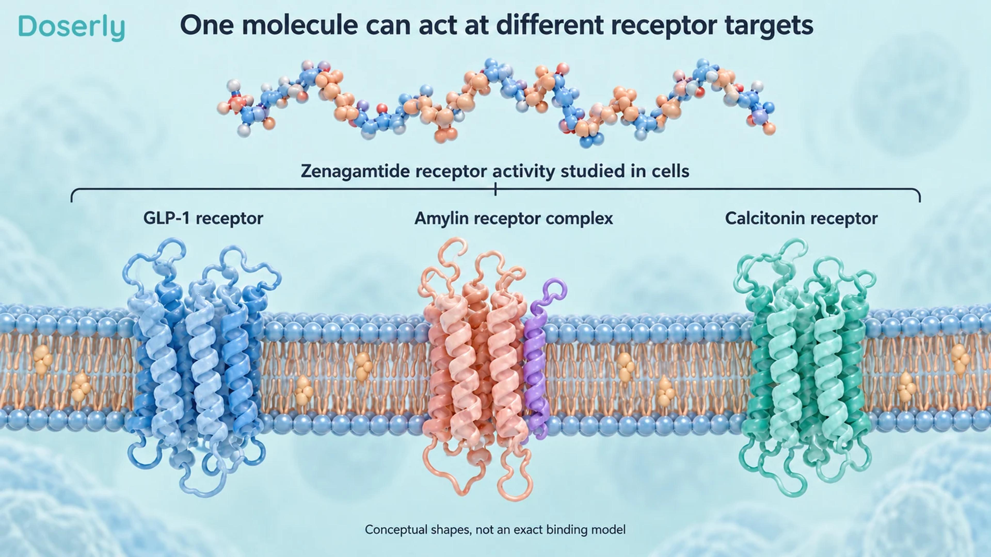 Conceptual zenagamtide peptide above GLP-1, amylin-complex and calcitonin receptor illustrations.