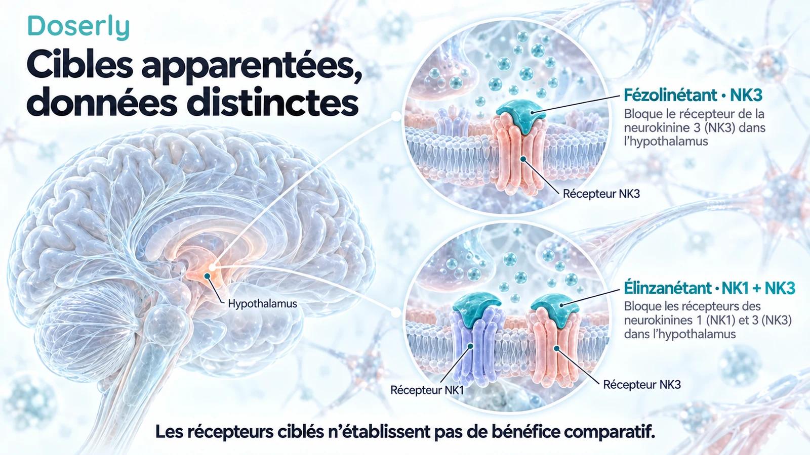 Un cerveau translucide accompagné d’encadrés conceptuels distincts sur les récepteurs neuronaux, montrant le fézolinétant au récepteur NK3 et l’élinzanétant aux récepteurs NK1 et NK3.