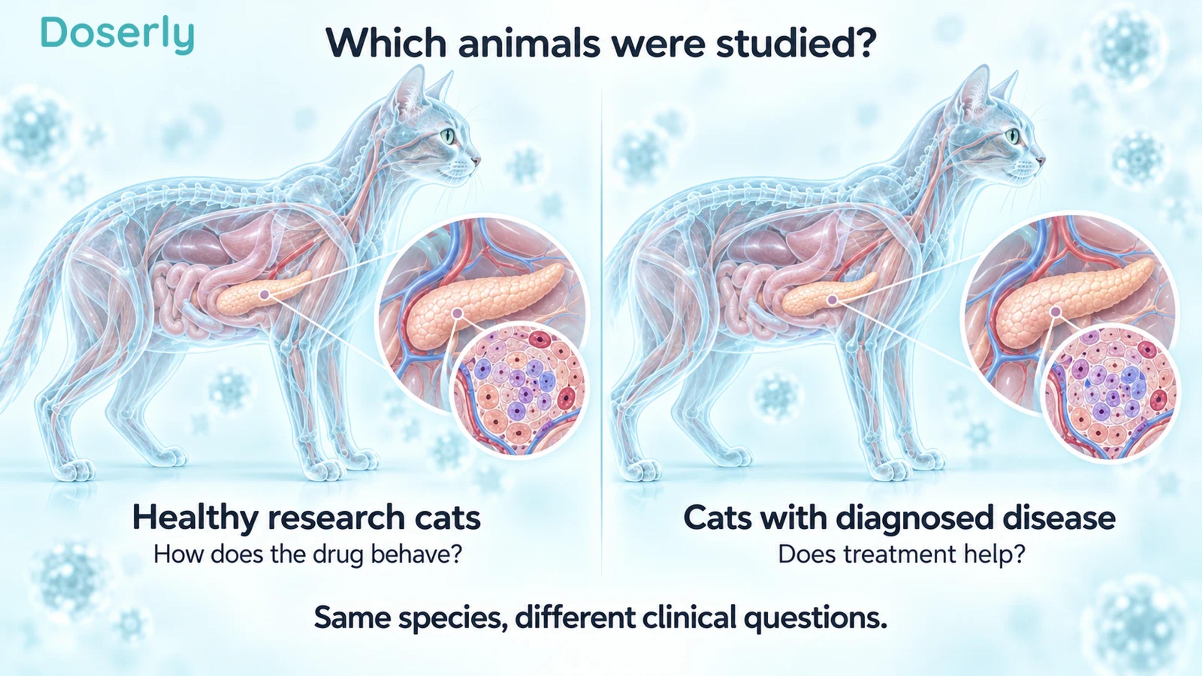 Two translucent feline profiles with conceptual pancreatic tissue insets distinguish healthy research cats from cats with diagnosed disease.