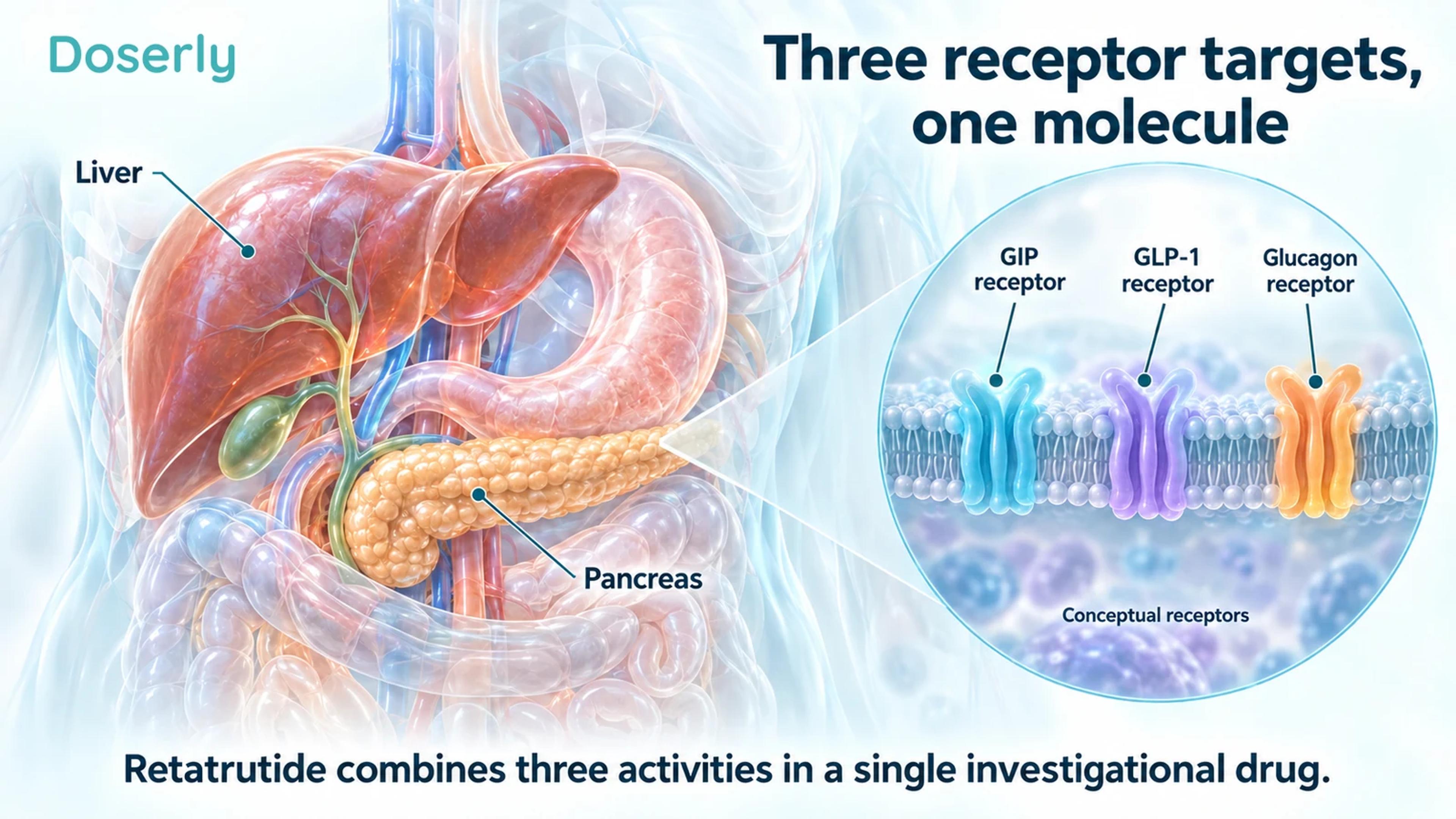 Liver and pancreas alongside three conceptual receptor shapes labeled GIP, GLP-1 and glucagon.