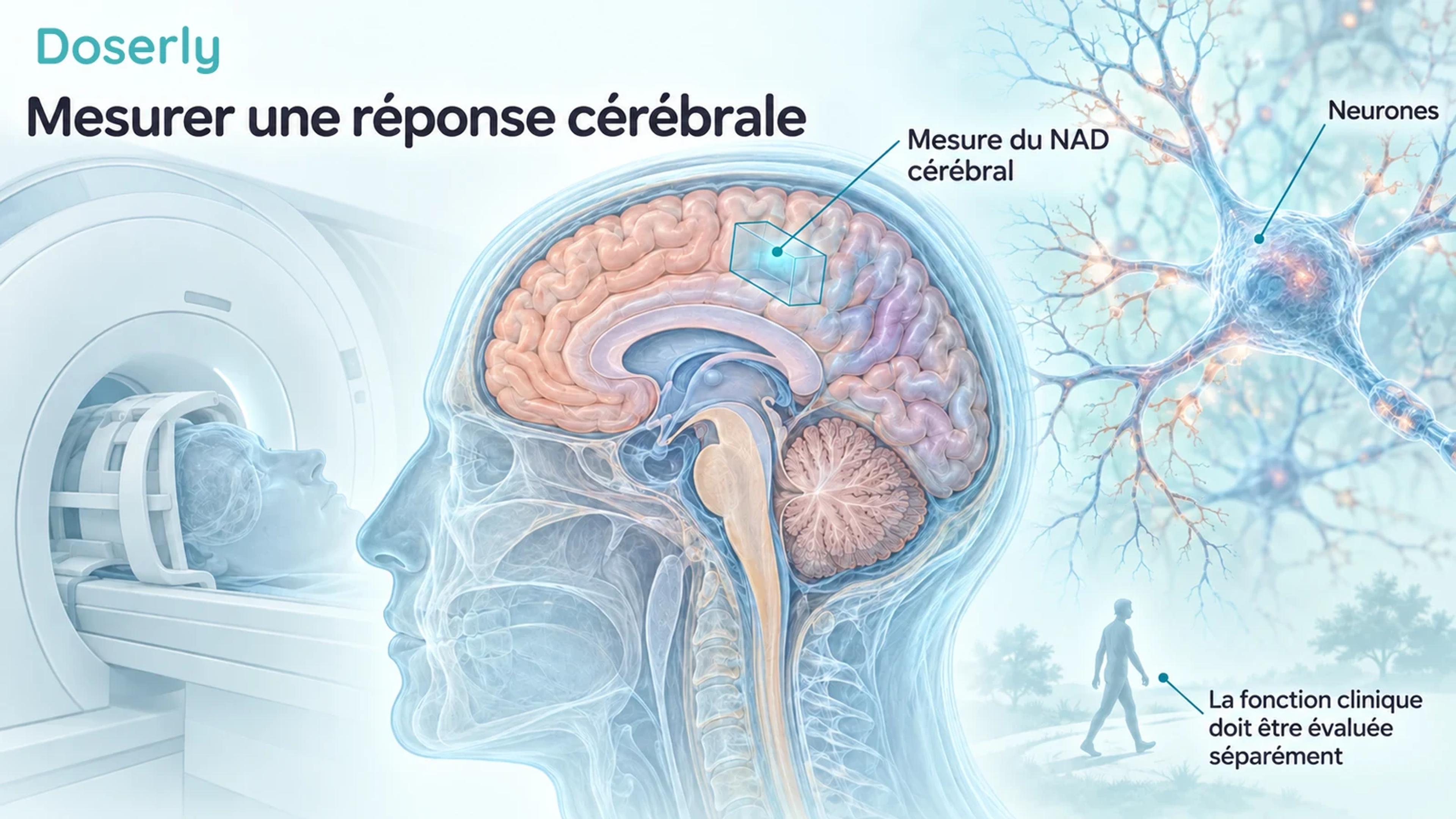 Vue en coupe du cerveau humain, région de spectroscopie et neurone illustrant la mesure du NAD cérébral distinctement de la fonction clinique.