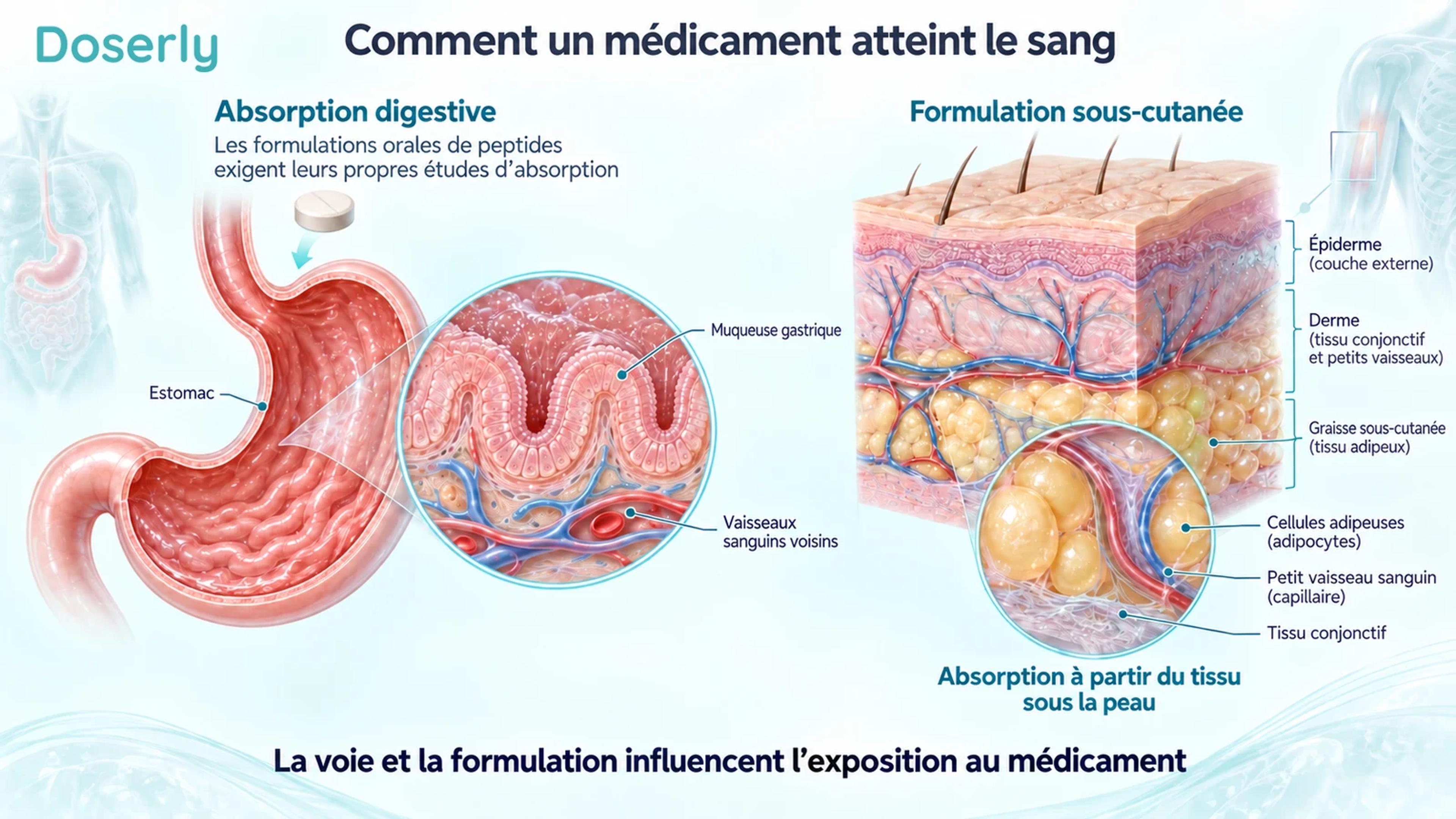 Coupes conceptuelles de la muqueuse de l’estomac et de la peau montrant les différents tissus impliqués dans l’administration orale et sous-cutanée.