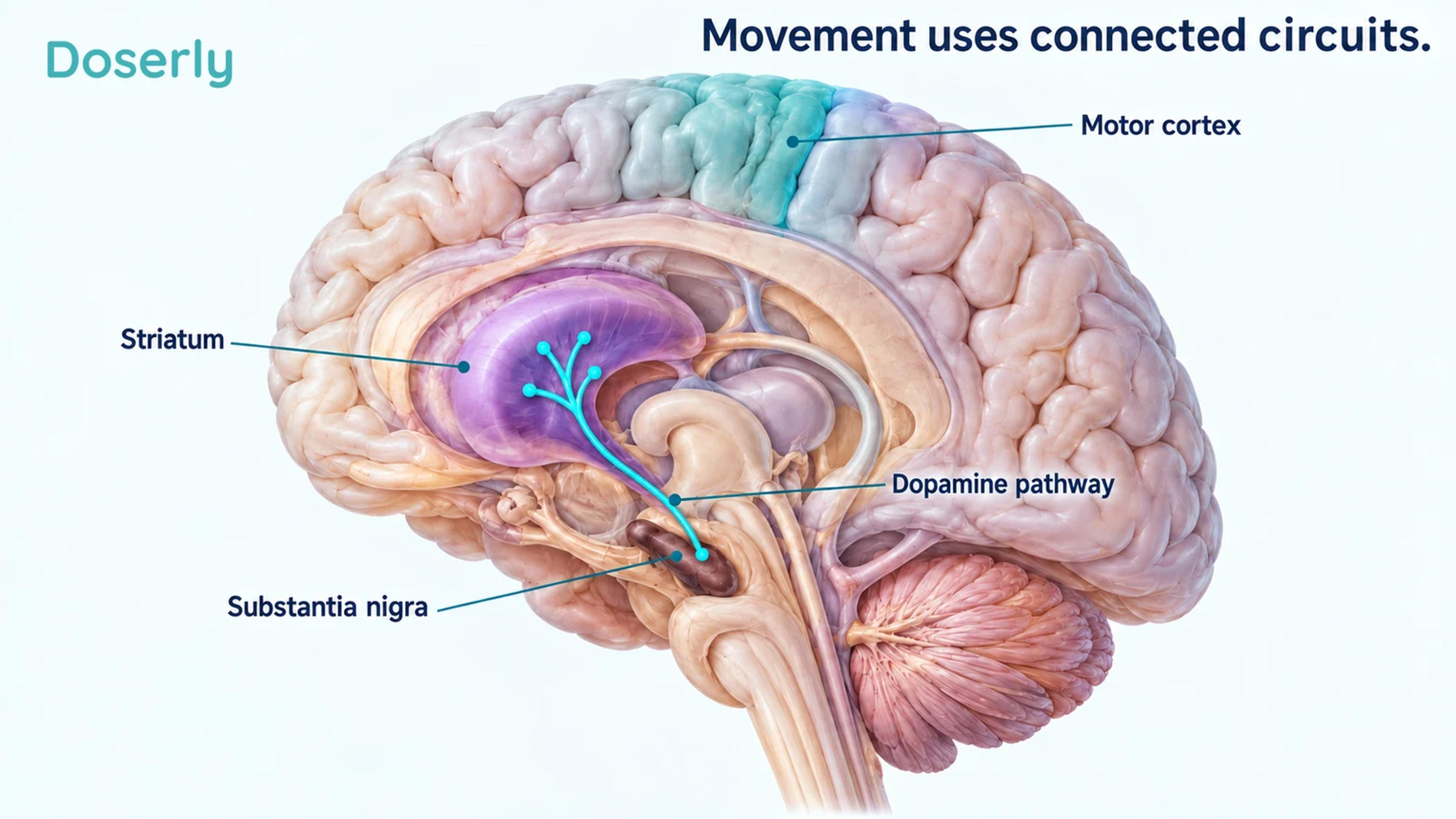 Conceptual brain cutaway identifying the substantia nigra and striatum within a simplified movement network, without a treatment beam or restoration claim.