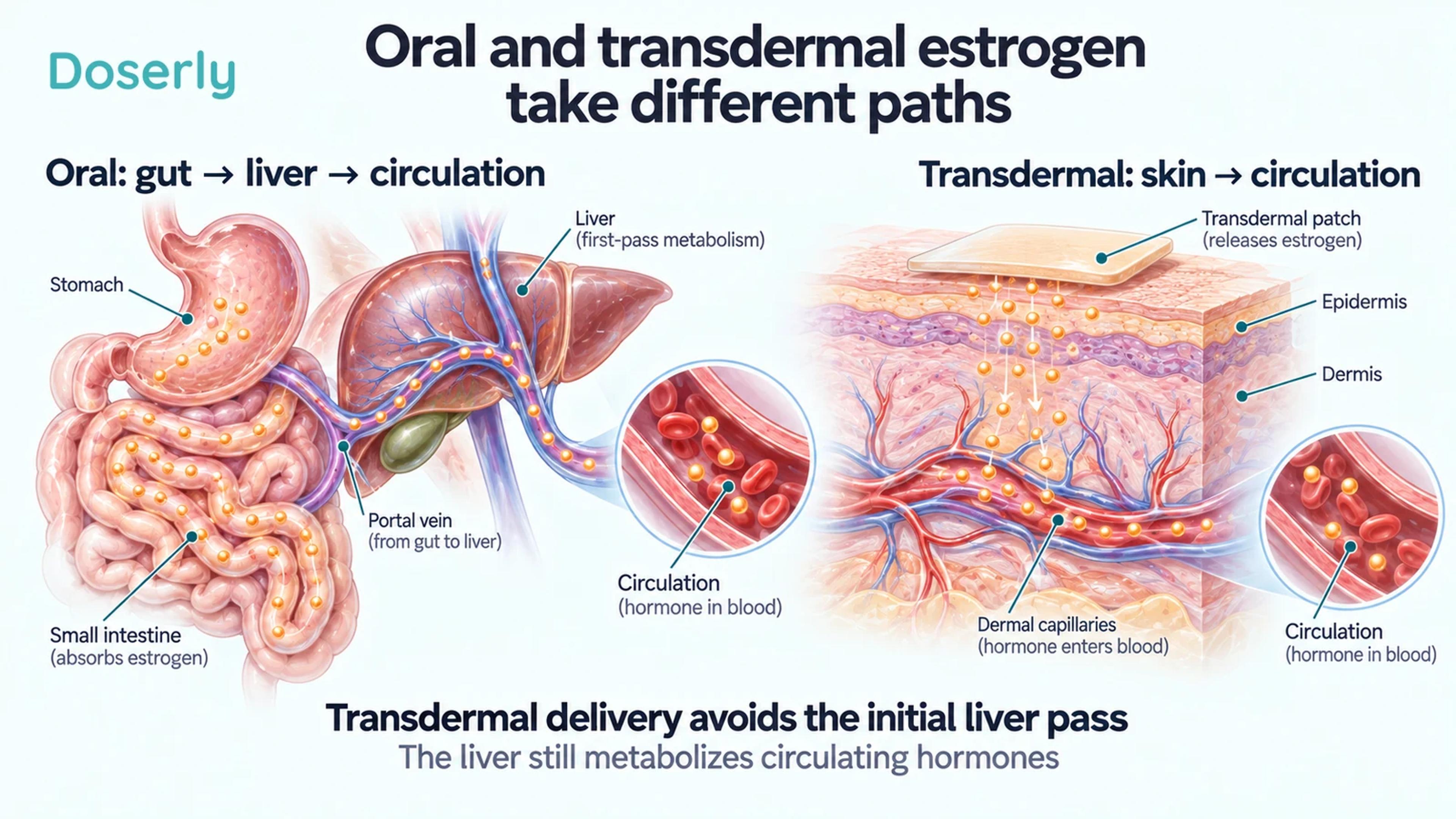 Detailed digestive, liver and skin anatomy showing oral estrogen reaching the liver first and transdermal estrogen entering skin capillaries.