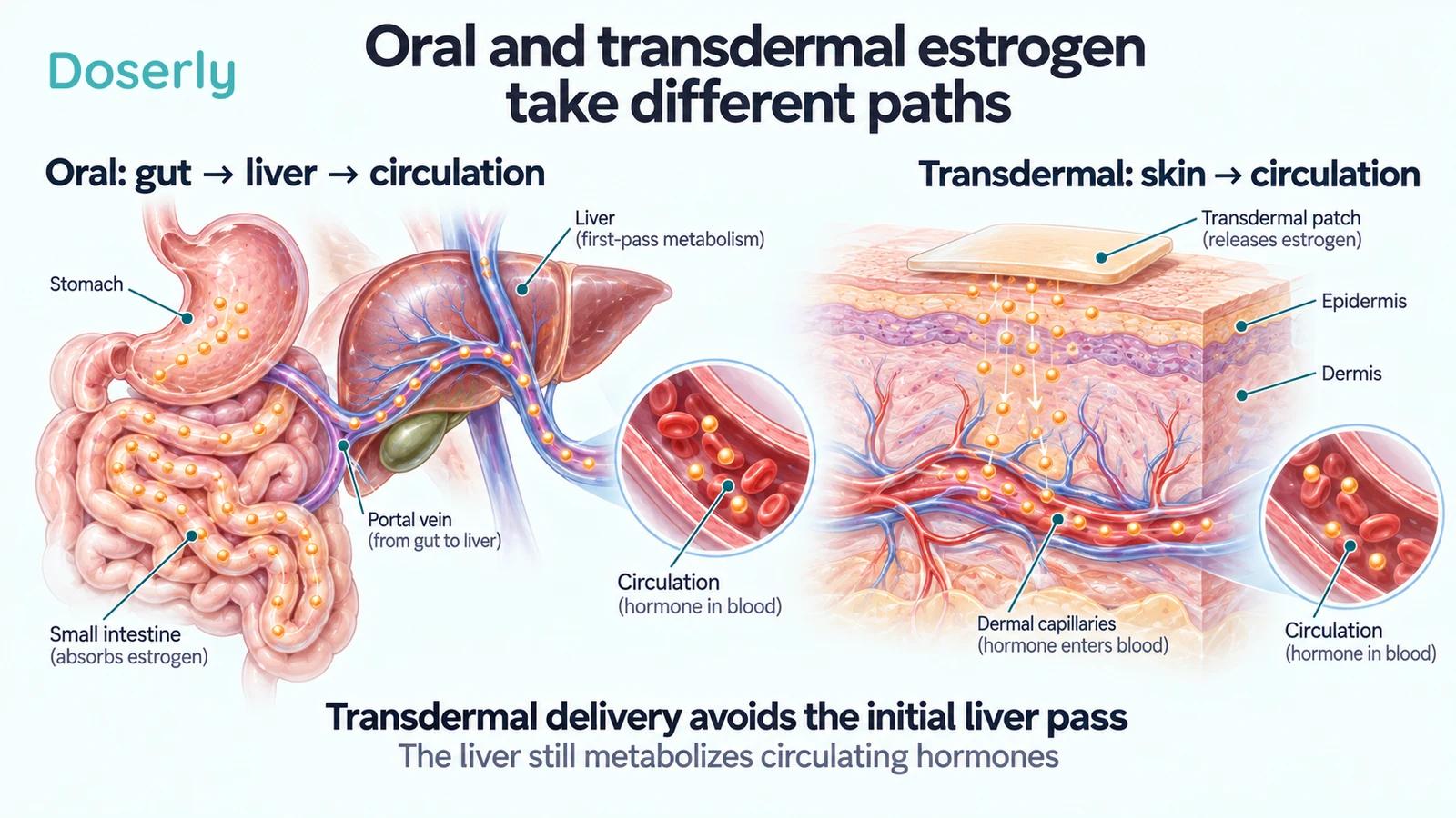 Detailed digestive, liver and skin anatomy showing oral estrogen reaching the liver first and transdermal estrogen entering skin capillaries.