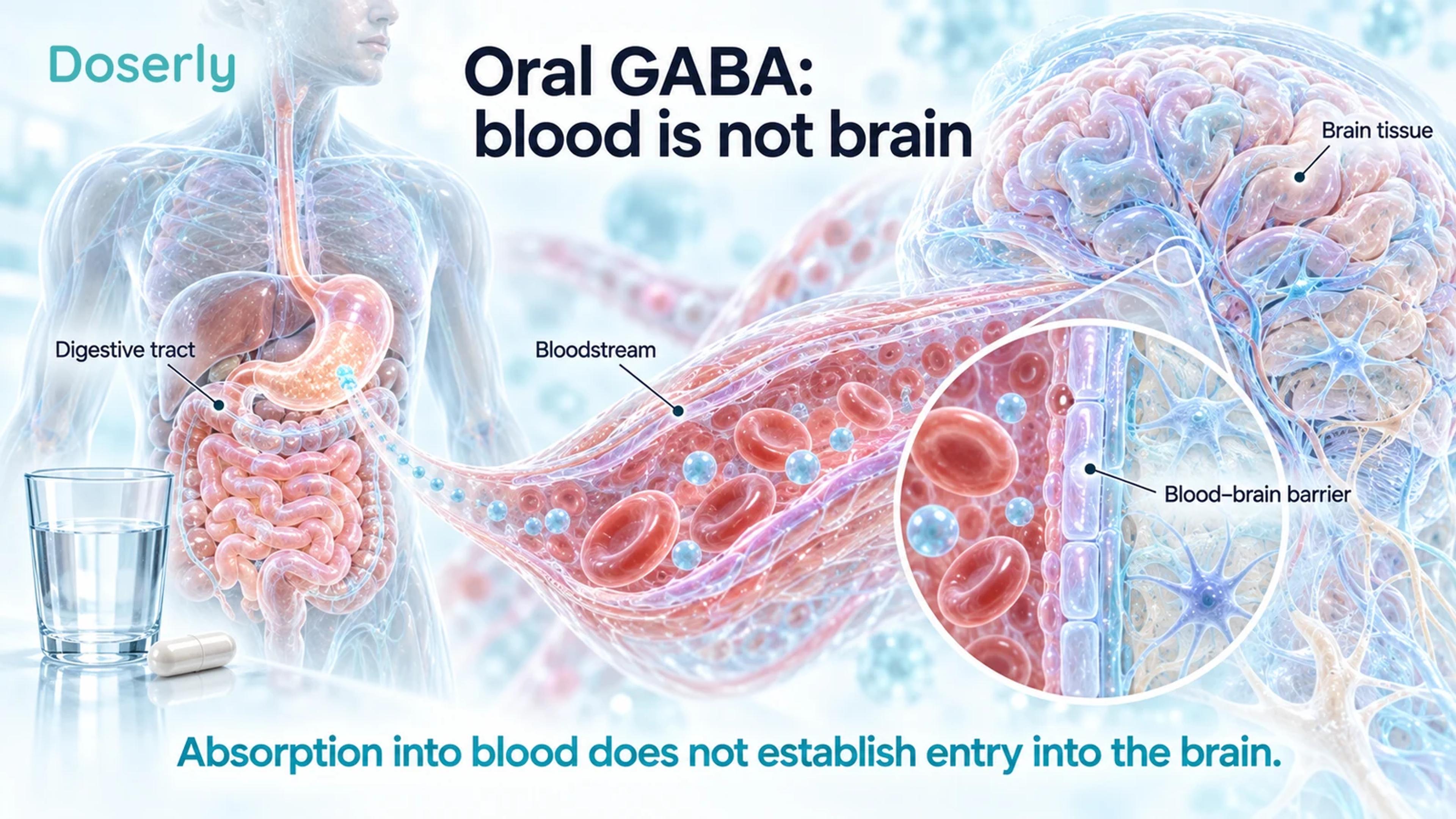Translucent digestive anatomy, a blood vessel and an enlarged blood–brain barrier show why absorption into blood differs from entry into brain tissue.