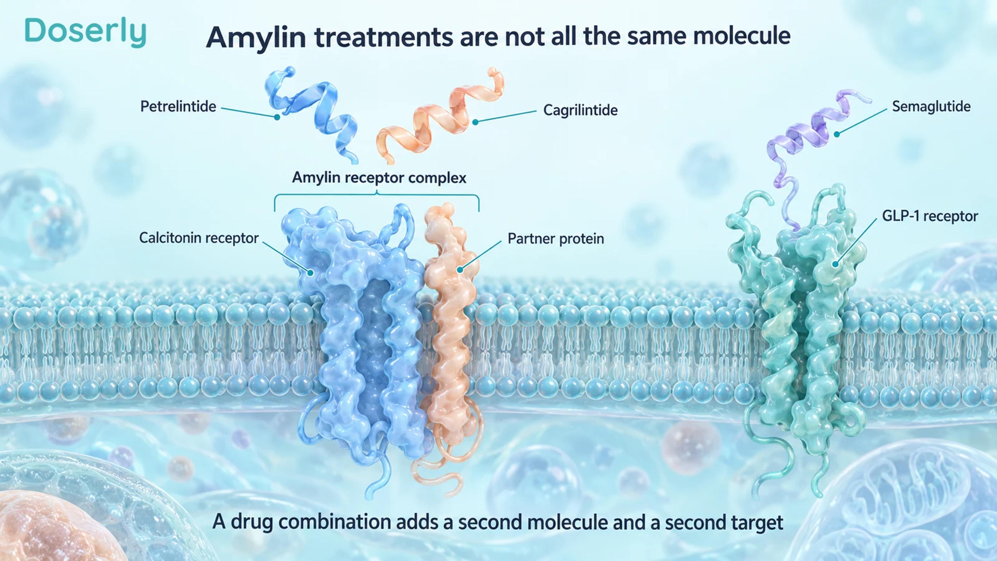 Conceptual cell membrane showing amylin receptor components and a separate GLP-1 receptor.