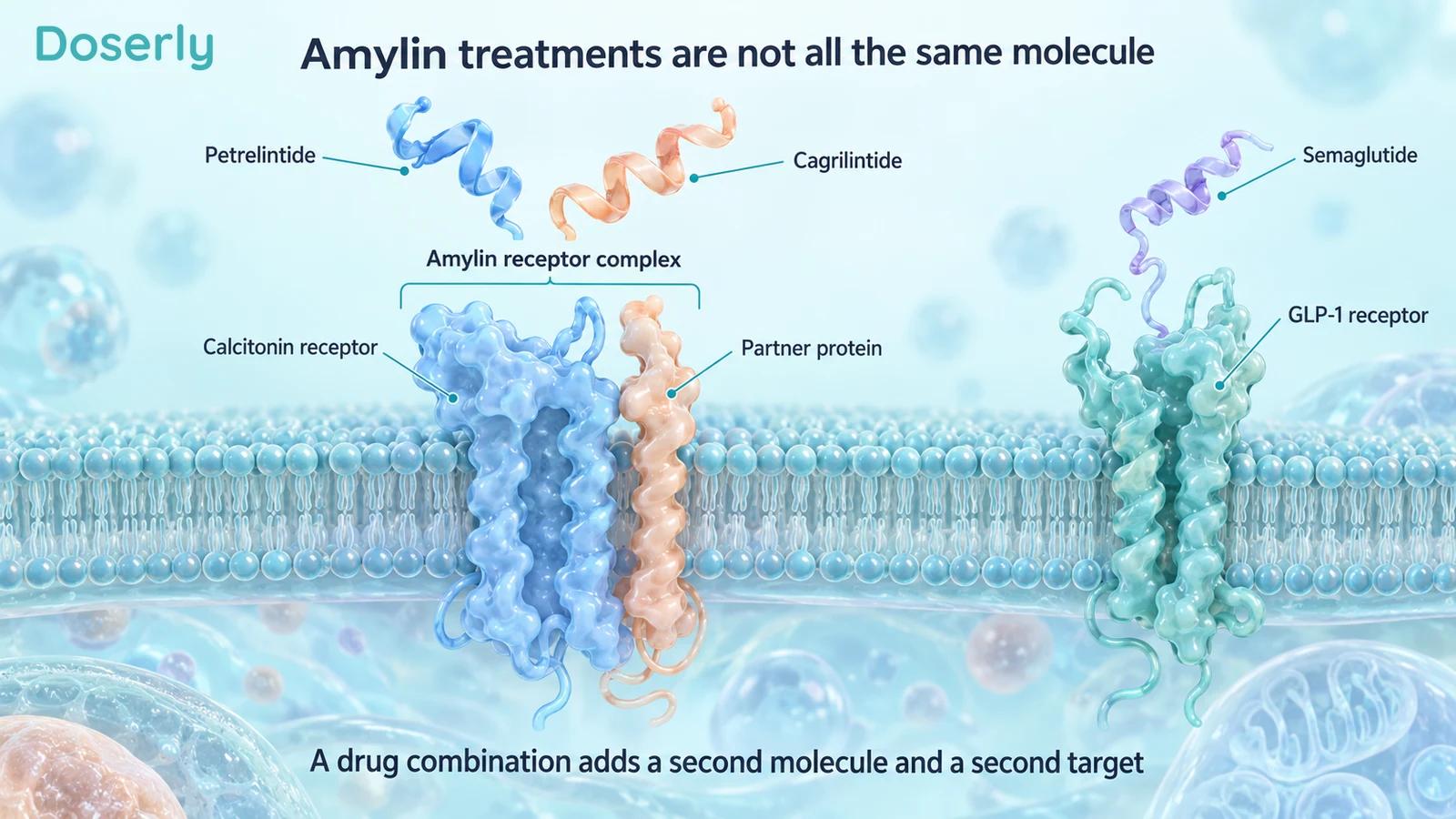 Conceptual cell membrane showing amylin receptor components and a separate GLP-1 receptor.