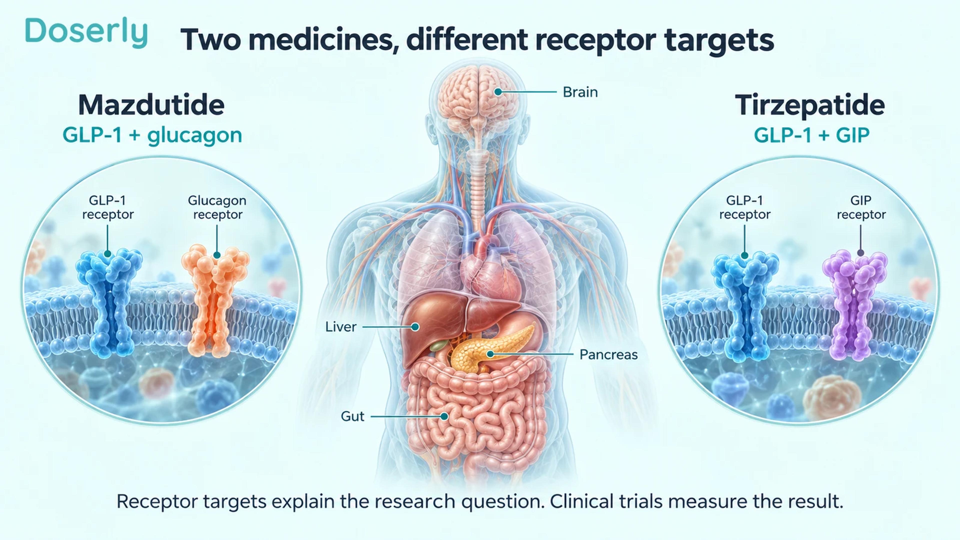 A translucent torso with brain, liver, pancreas and gut, beside conceptual receptor pairs for mazdutide and tirzepatide.