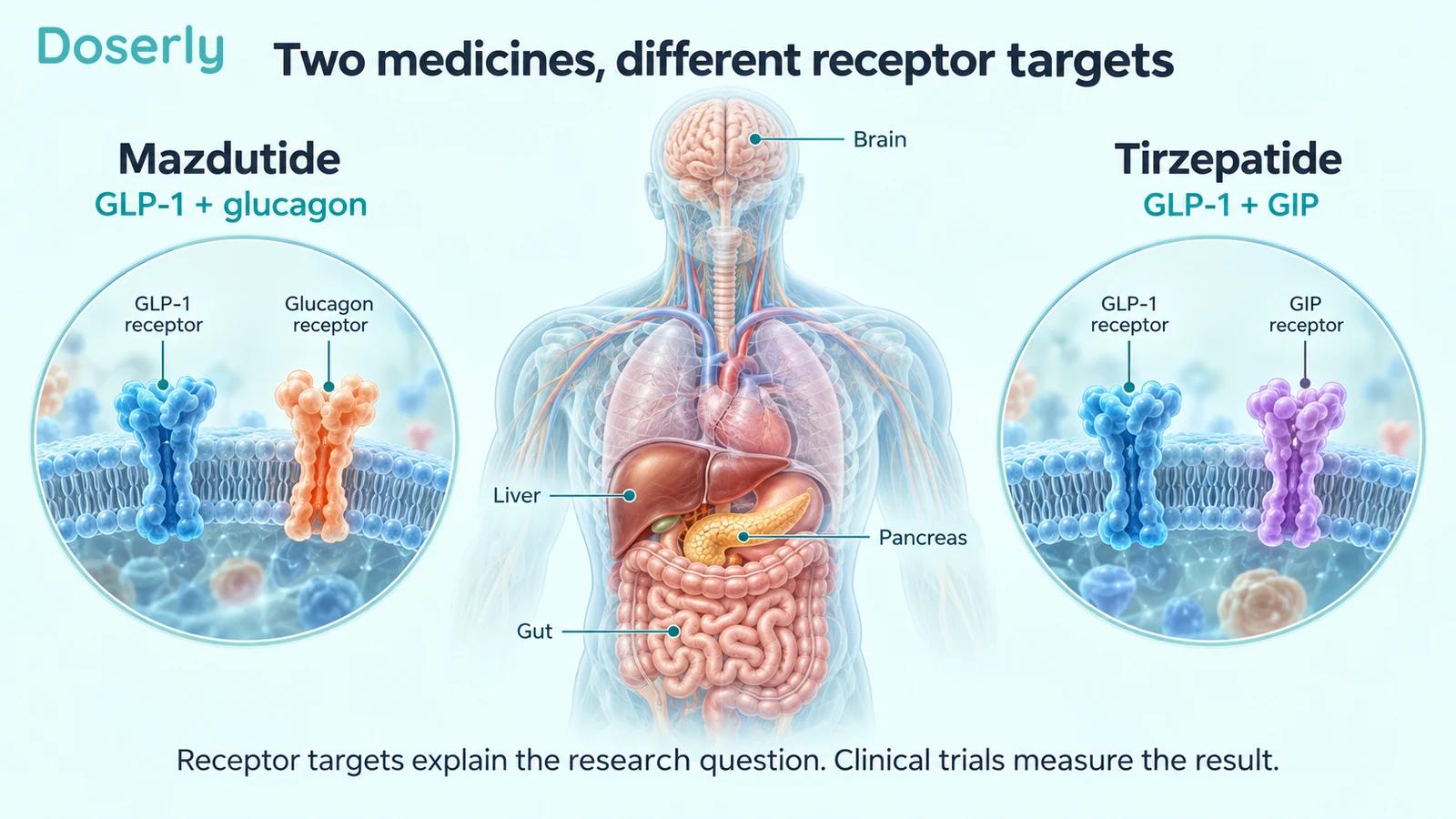 A translucent torso with brain, liver, pancreas and gut, beside conceptual receptor pairs for mazdutide and tirzepatide.