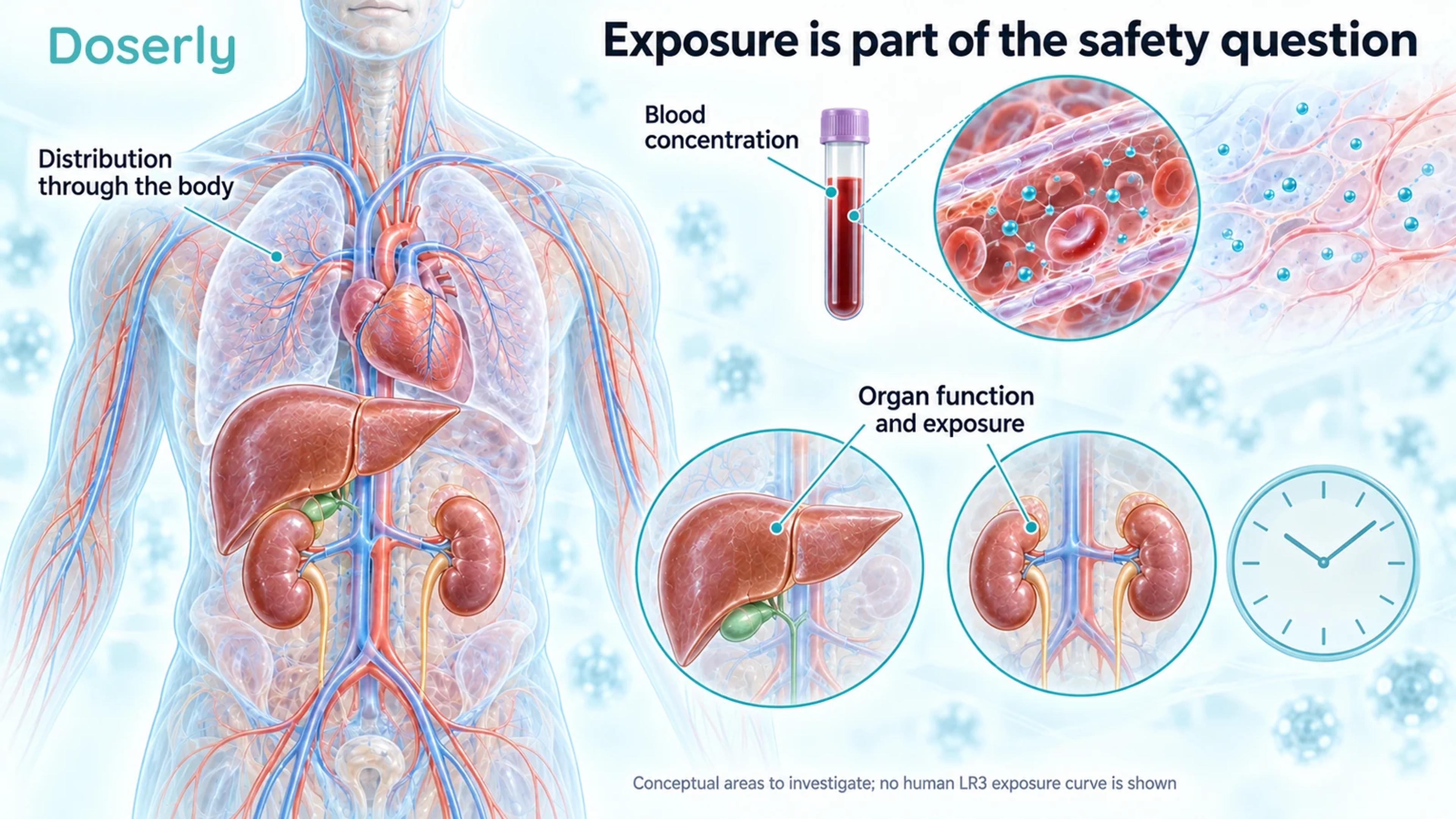 Conceptual human circulation, liver and kidneys beside a blood sample and an unnumbered clock.