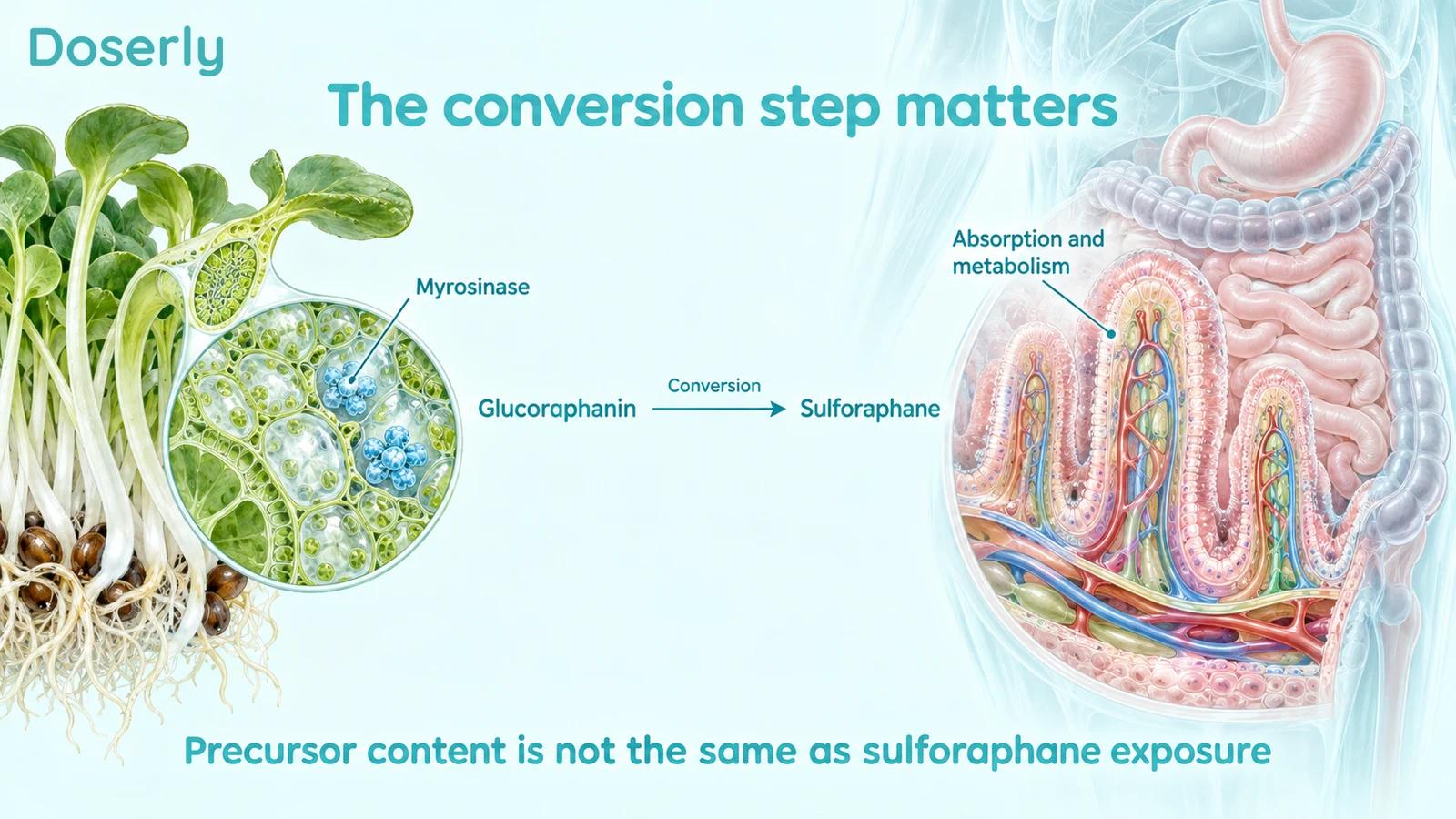 Broccoli sprout tissue, a conceptual myrosinase enzyme and intestinal villi illustrate conversion of glucoraphanin to sulforaphane before absorption and metabolism.
