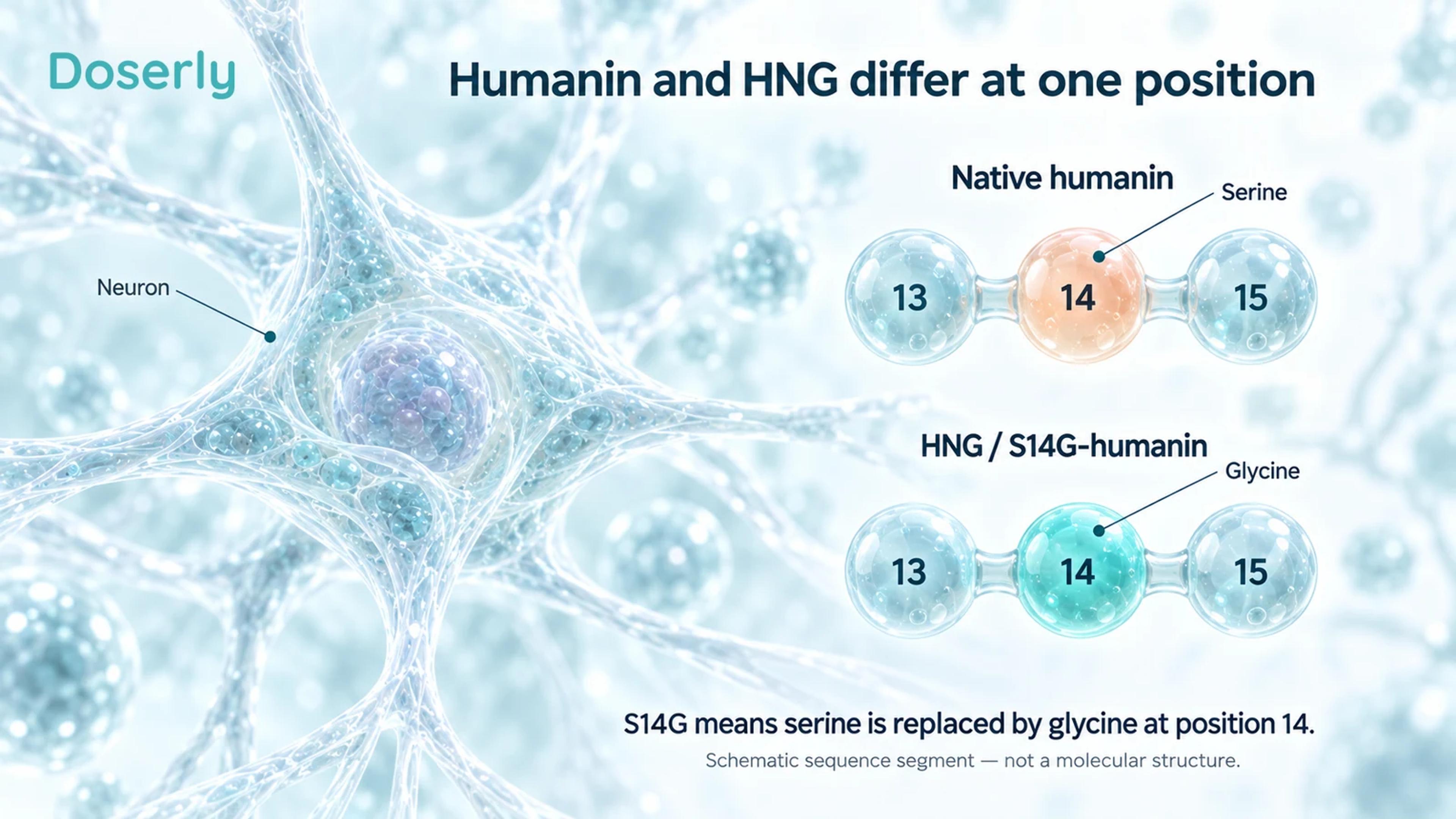 Two schematic peptide segments show serine at position 14 in native humanin and glycine at the same position in HNG, beside a detailed neuron.