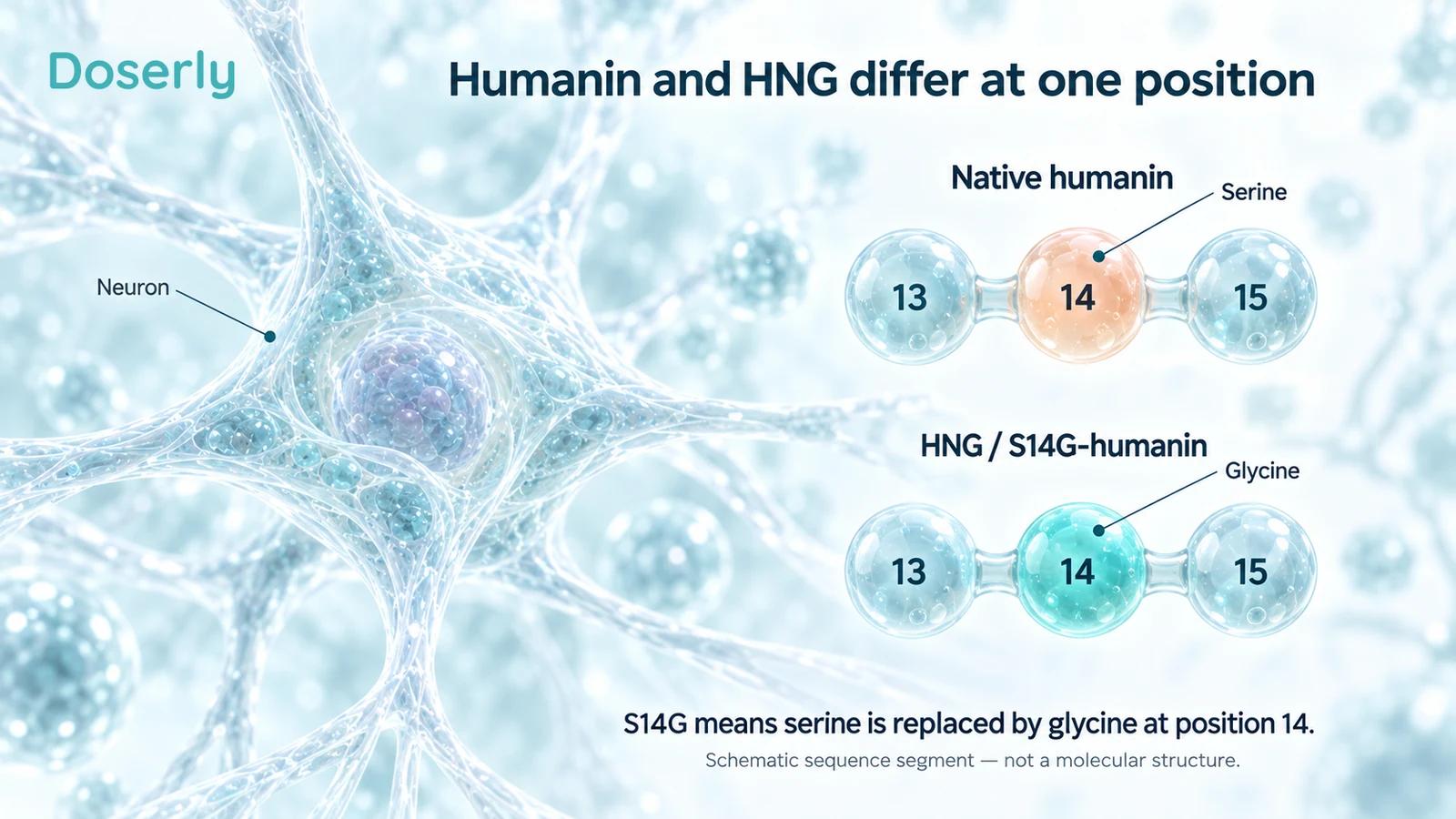 Two schematic peptide segments show serine at position 14 in native humanin and glycine at the same position in HNG, beside a detailed neuron.