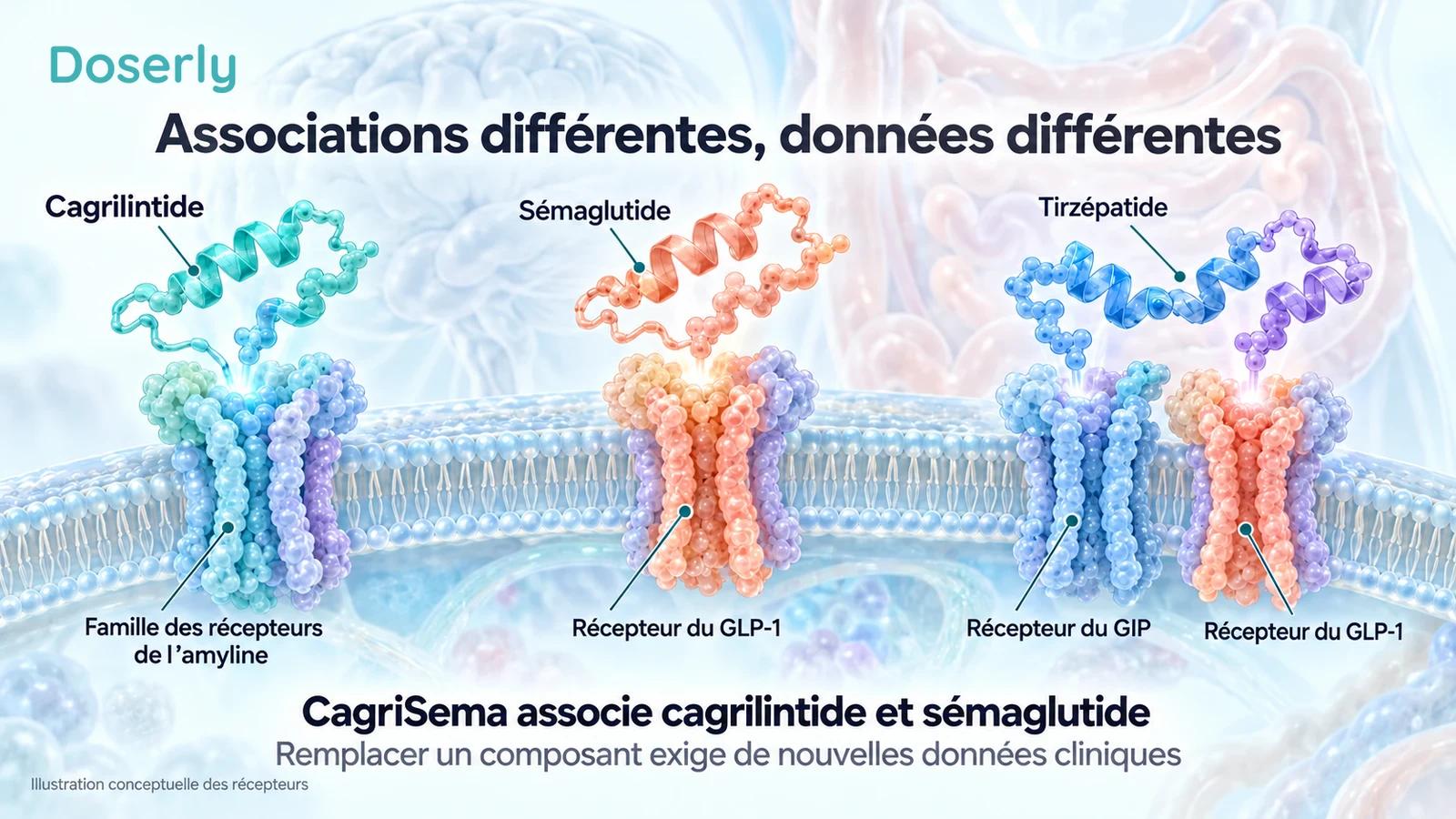 Des illustrations conceptuelles de récepteurs distinguent le cagrilintide, le sémaglutide et le tirzépatide