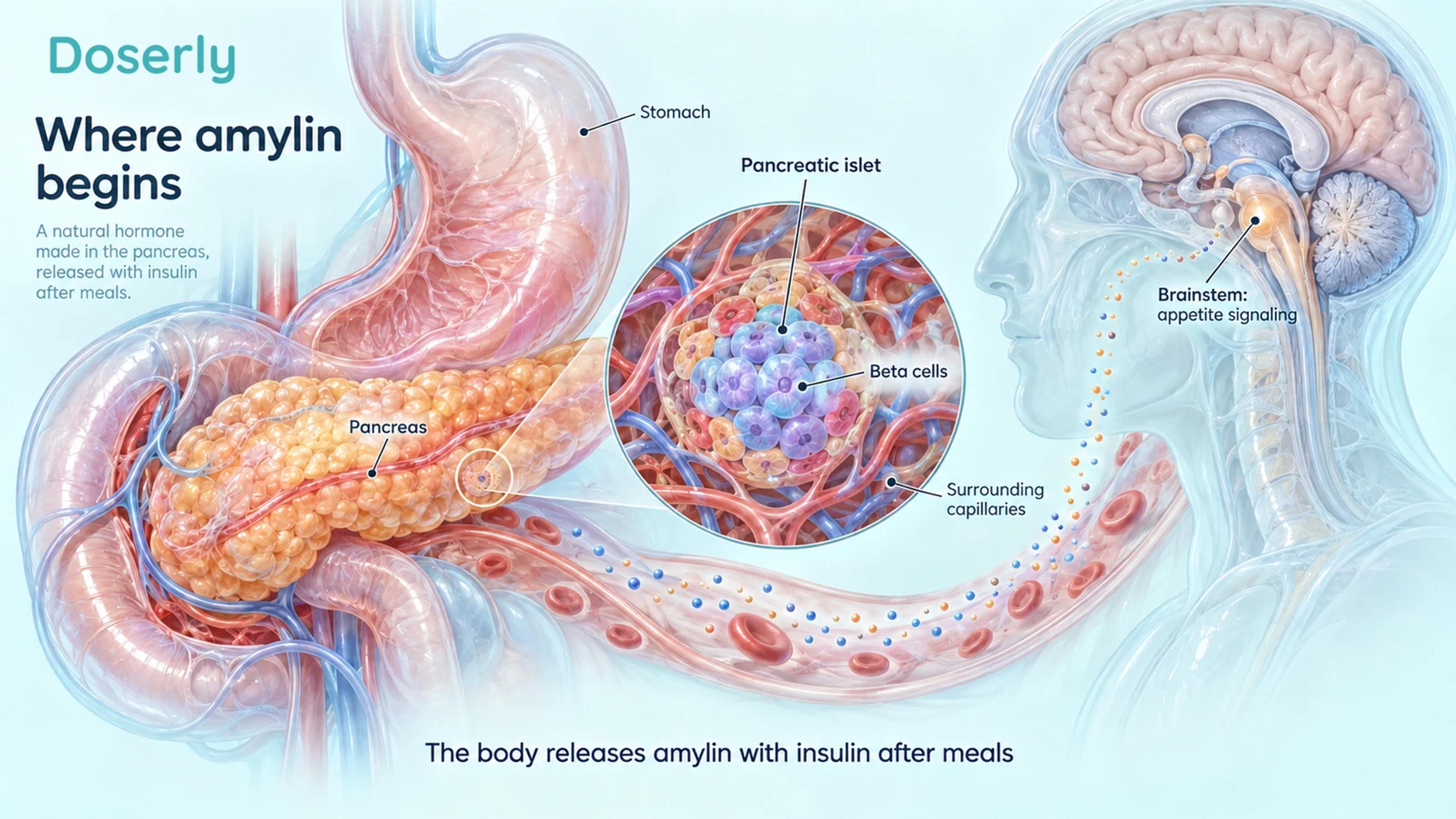The pancreas, a magnified pancreatic islet and brainstem illustrate native amylin signaling.