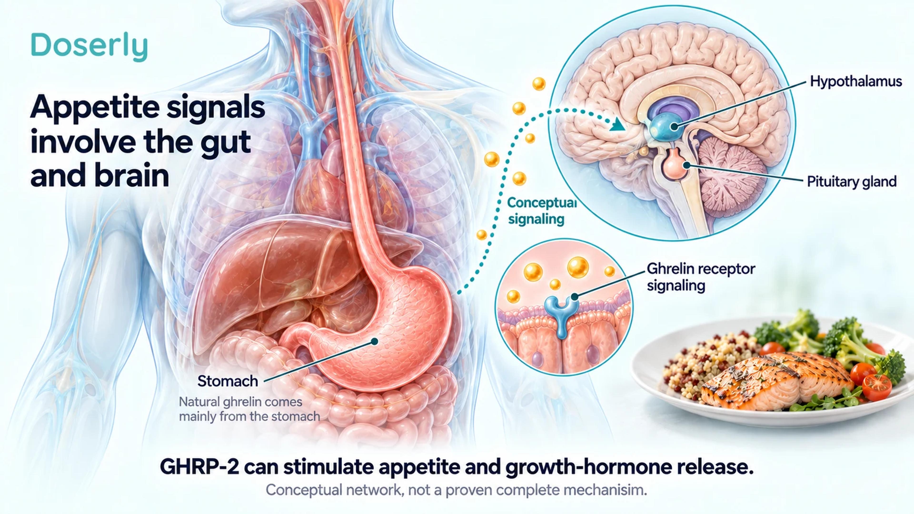 A stomach and brain inset illustrate gut and brain participation in appetite signaling.