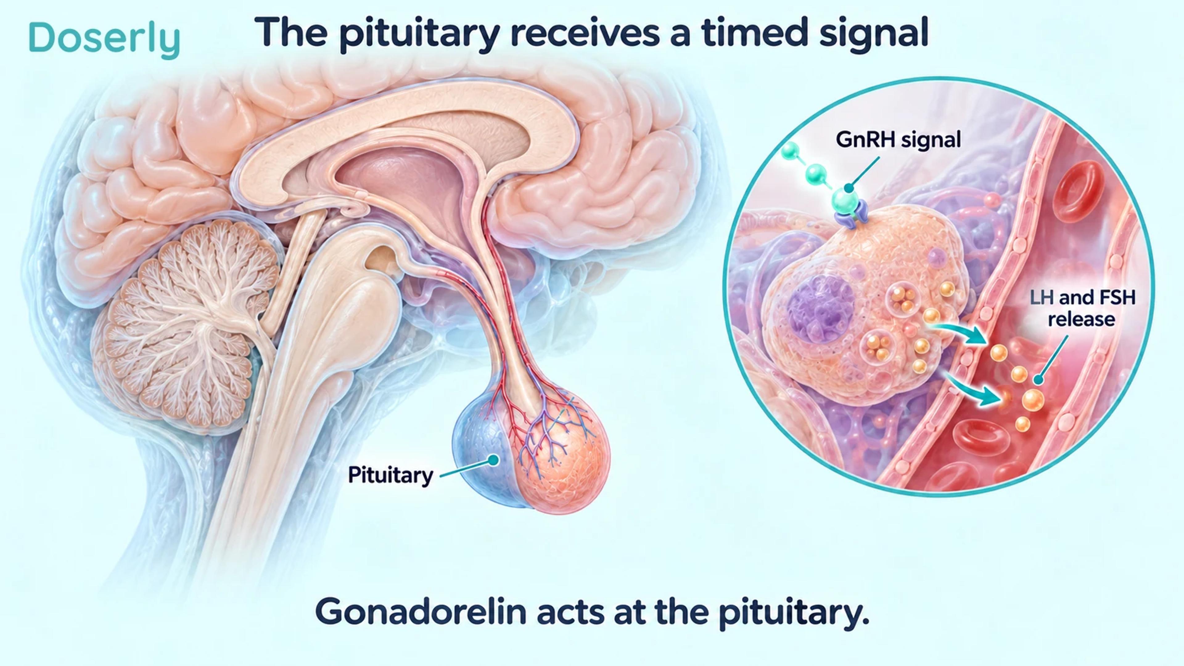 Detailed pituitary anatomy beside a separate conceptual endocrine-cell inset showing GnRH signaling and LH and FSH release into a capillary.