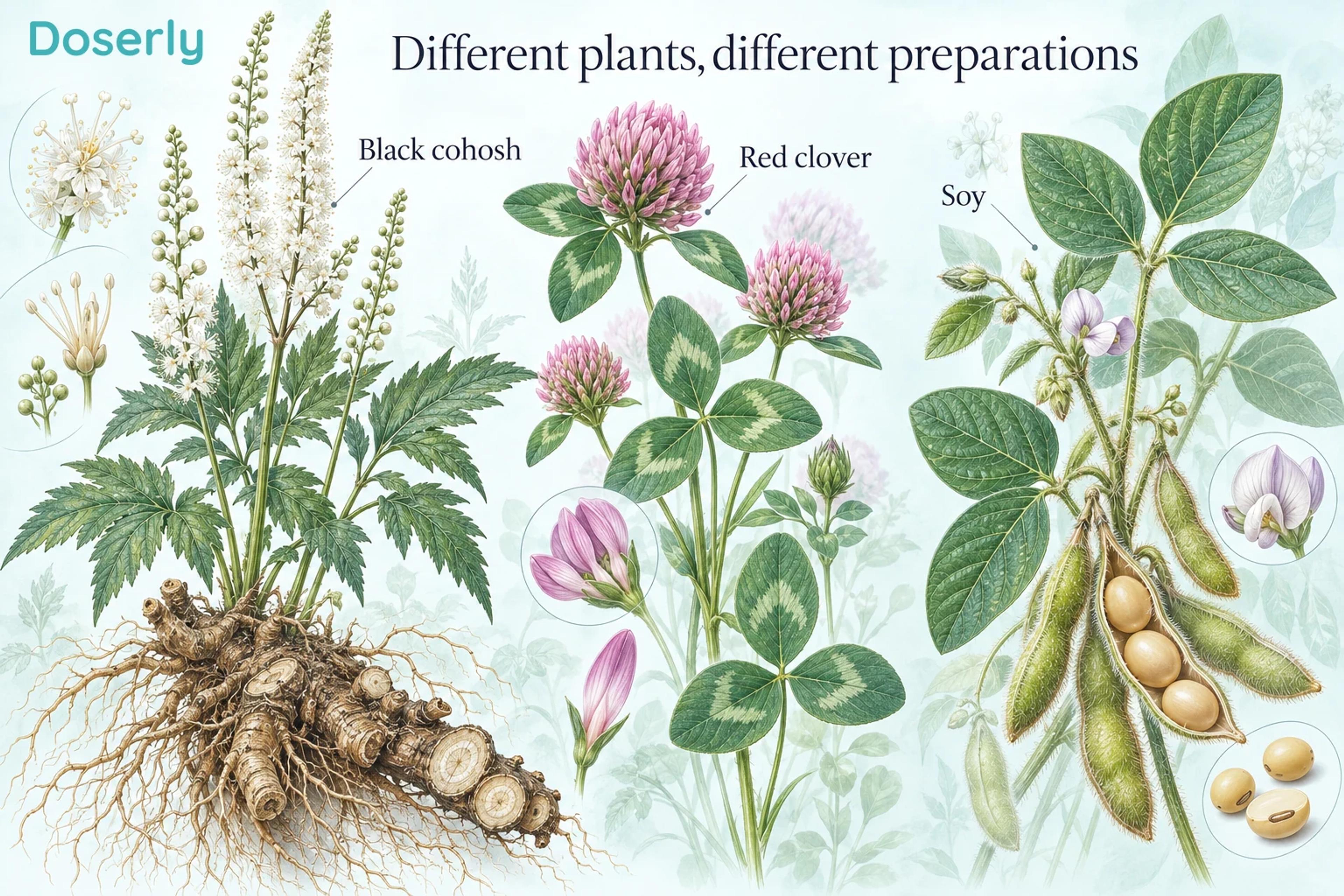 Detailed botanical illustrations of black cohosh, red clover and soy with their different flowers, leaves, roots and pods.