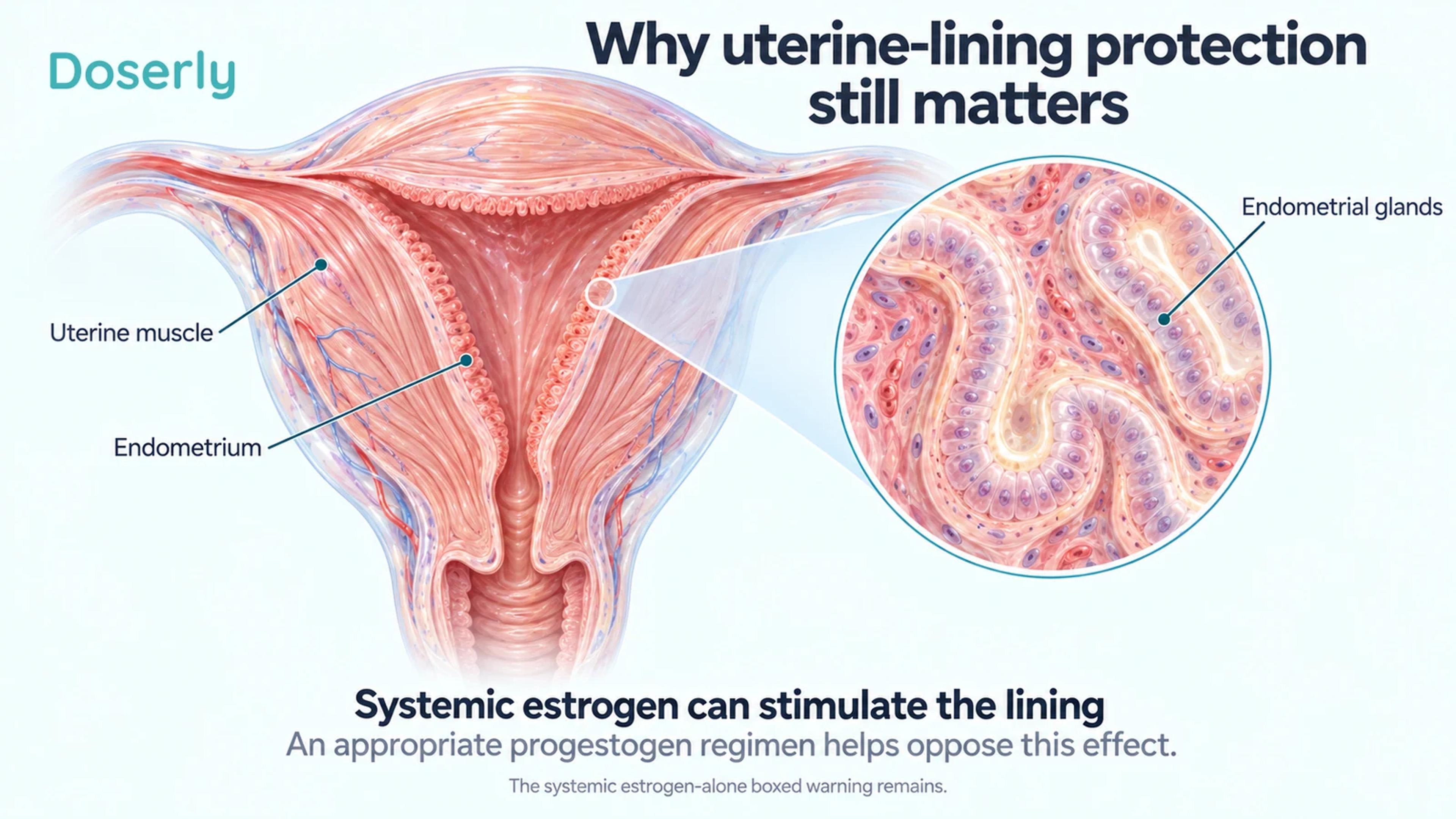 Isolated uterus cross section with a magnified view of endometrial glands and labels distinguishing the uterine muscle from its lining.