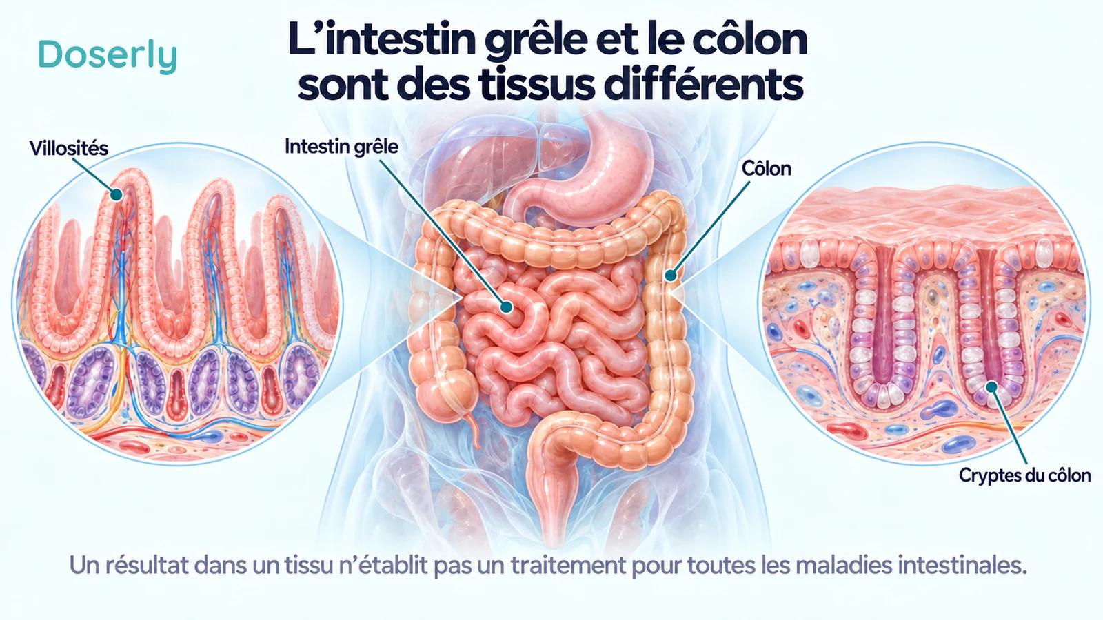 Tube digestif avec vues agrandies distinctes des villosités de l’intestin grêle et des cryptes du côlon, montrant les différences d’architecture des tissus.