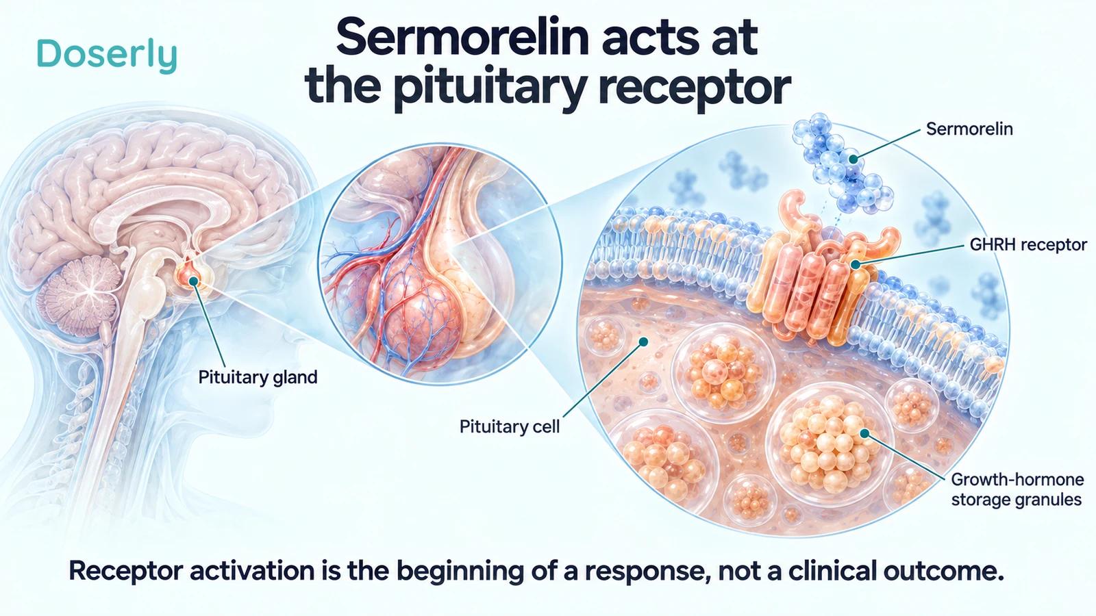 Detailed pituitary-cell membrane and receptor illustration with a small brain inset locating the pituitary.