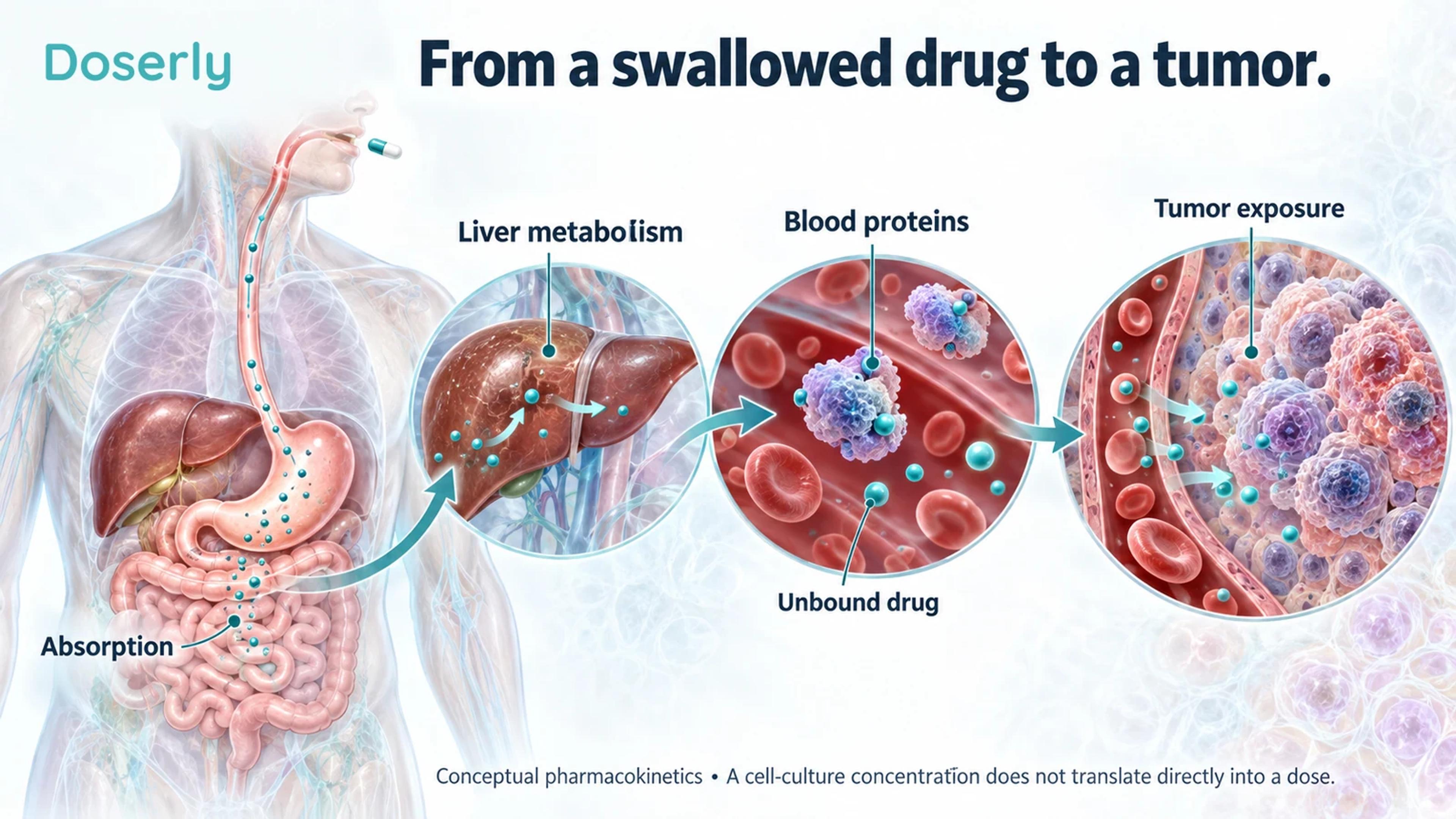 Conceptual drug journey from the intestine through the liver and bloodstream to tumor tissue, distinguishing bound drug from available drug.