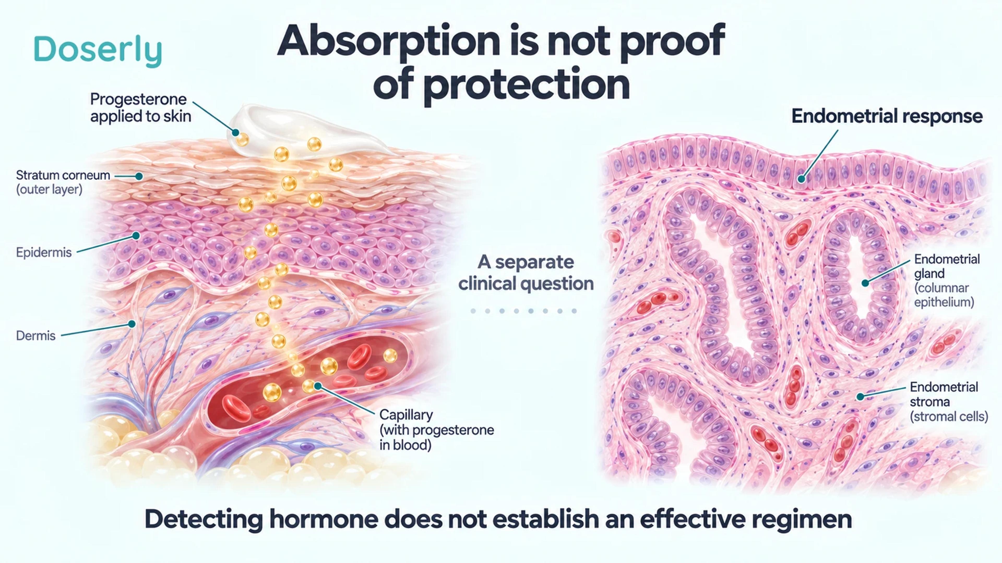 Skin absorption and glandular endometrial tissue are shown as separate stages requiring different evidence.