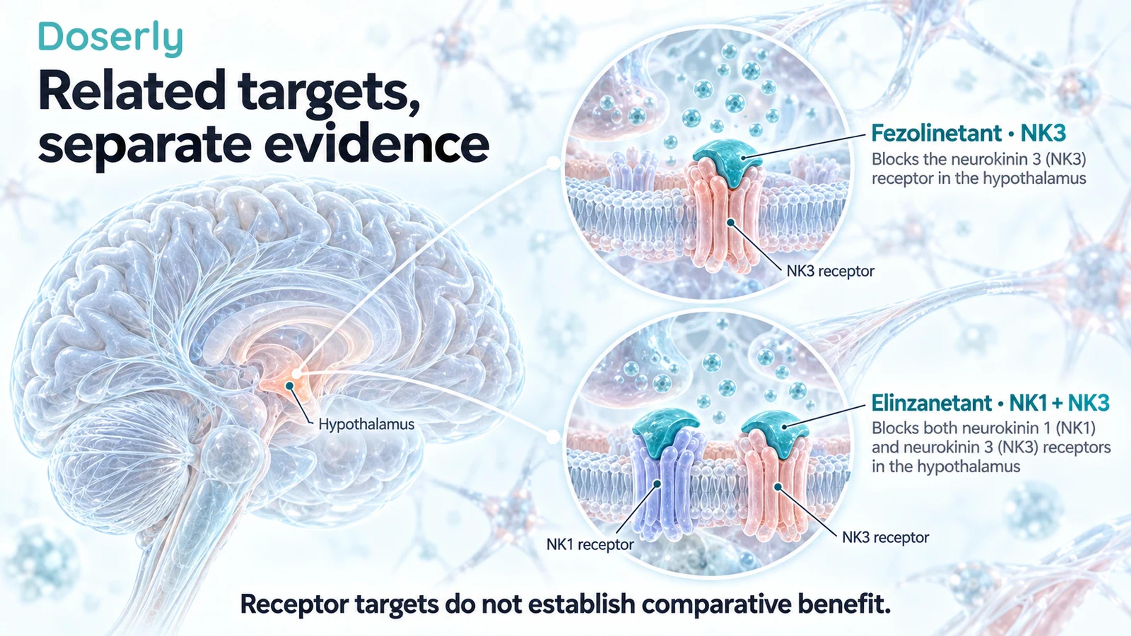 A translucent brain with separate conceptual neuronal receptor insets showing fezolinetant at NK3 and elinzanetant at NK1 and NK3.