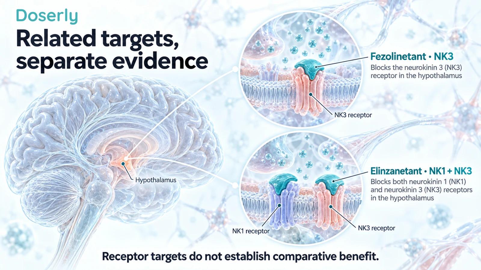 A translucent brain with separate conceptual neuronal receptor insets showing fezolinetant at NK3 and elinzanetant at NK1 and NK3.