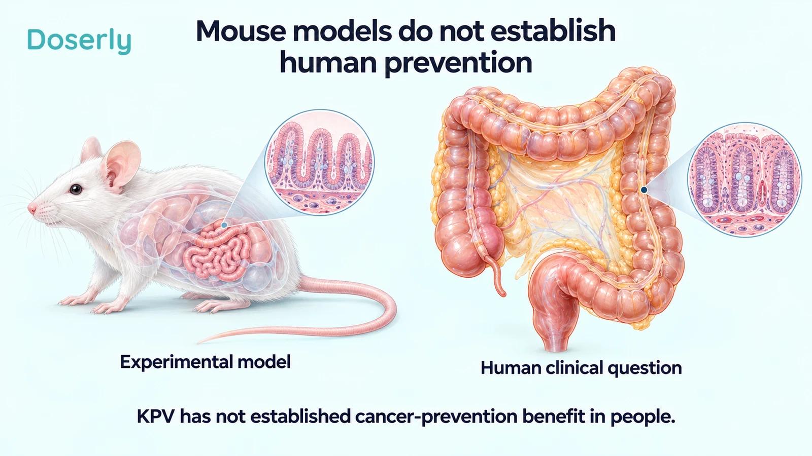 An illustrated laboratory mouse and human colon separated to distinguish an experimental model from a human clinical question.