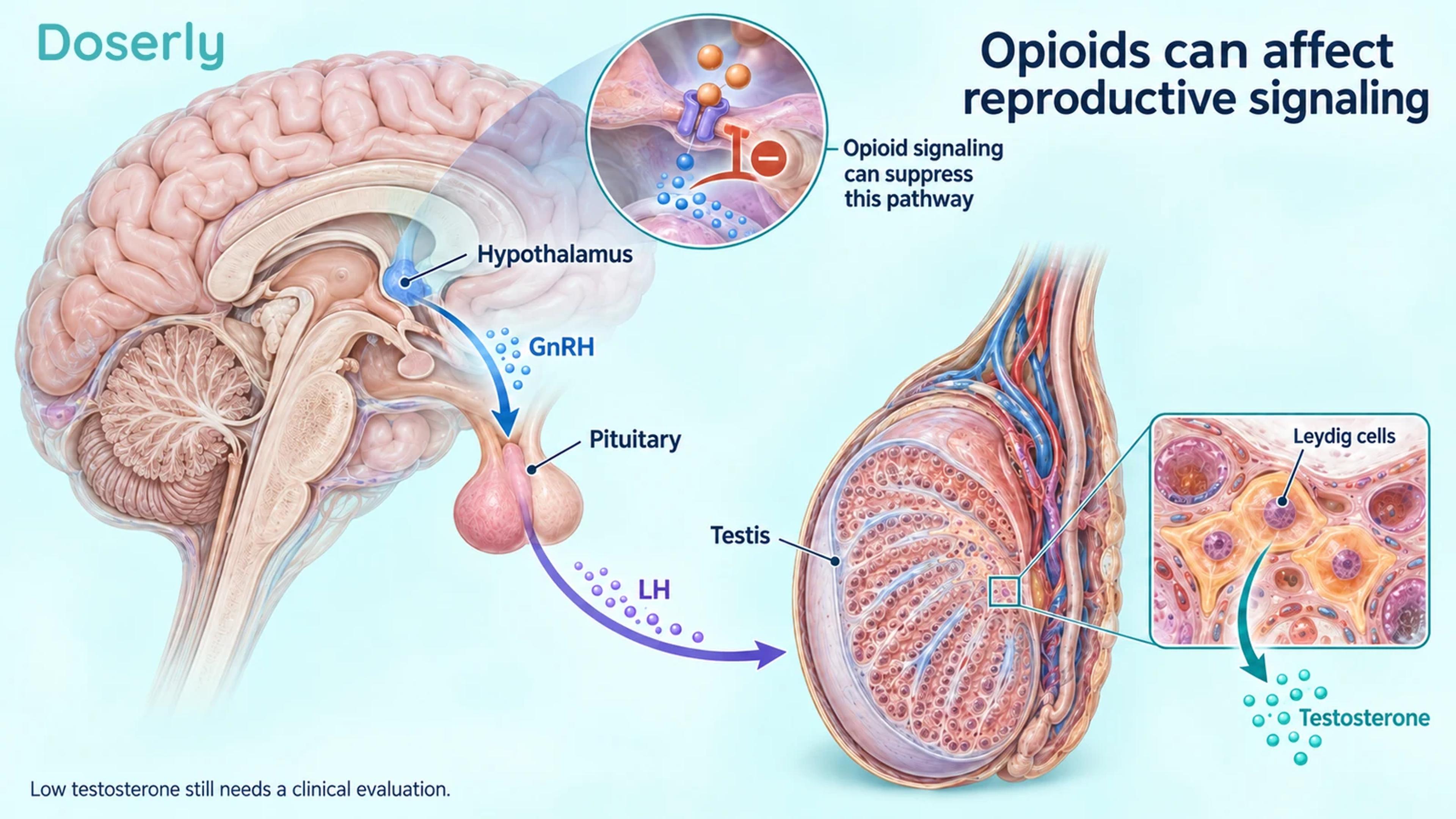 Detailed brain and testis anatomy illustrates hypothalamic GnRH, pituitary LH and testicular testosterone production, with an opioid-suppression callout.