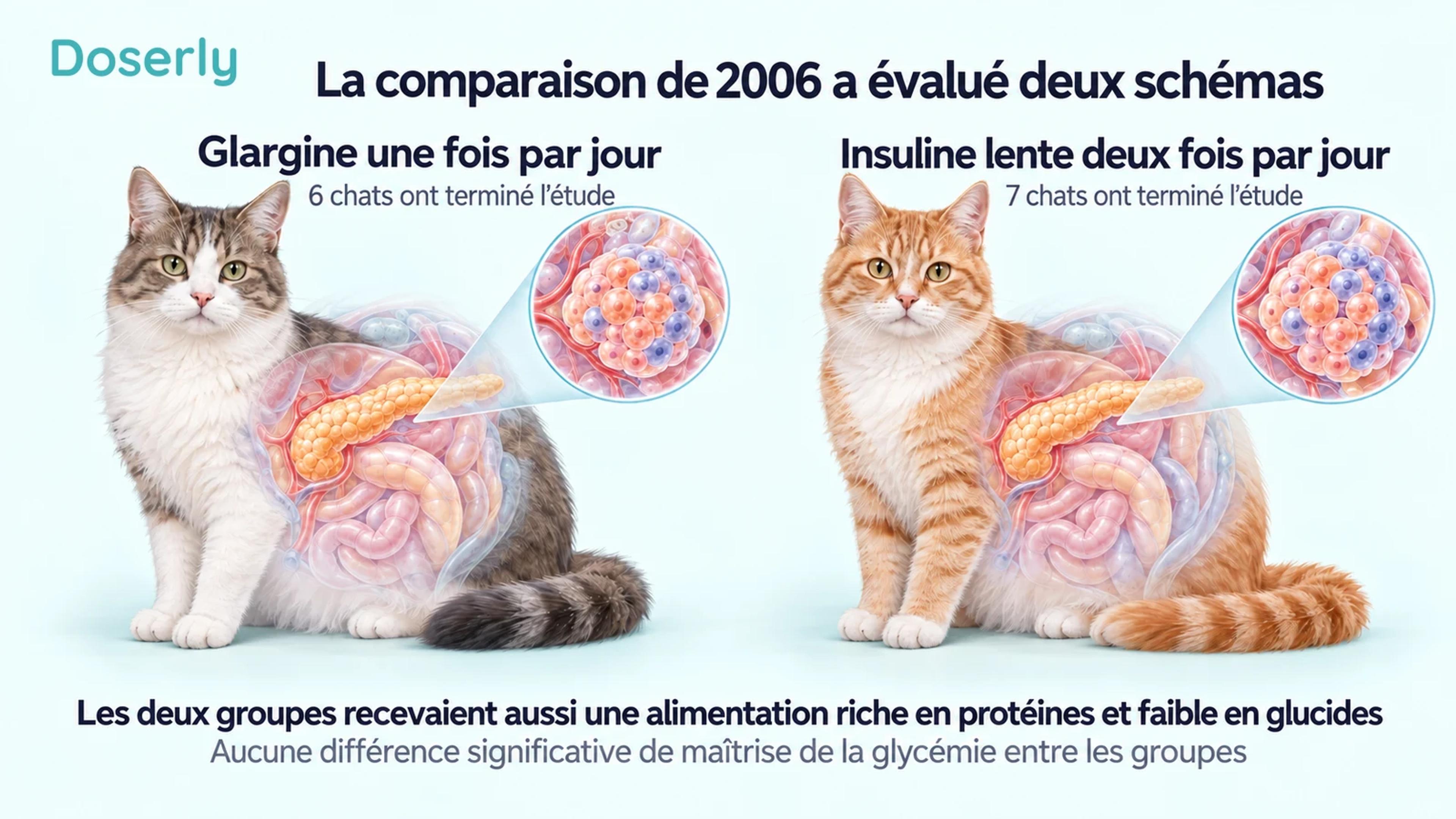 Deux chats illustrés avec des vues du pancréas en médaillon présentent la comparaison historique : six chats sous glargine et sept sous insuline lente ont terminé l’étude, avec des intervalles d’administration différents.