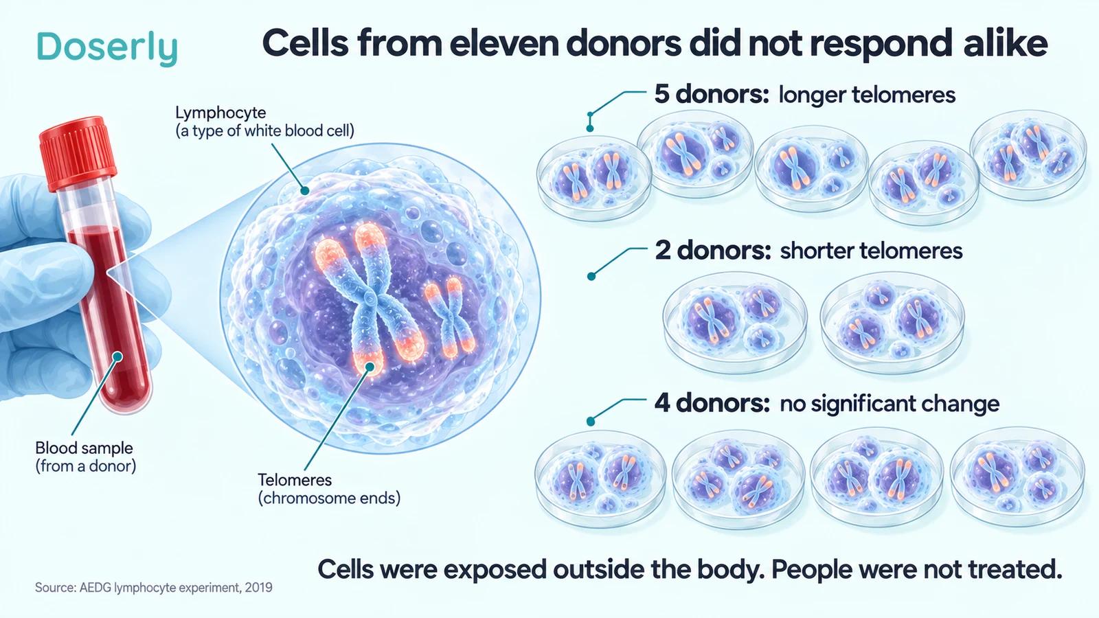 Lymphocytes from eleven donors grouped by the reported direction of telomere change after exposure outside the body.