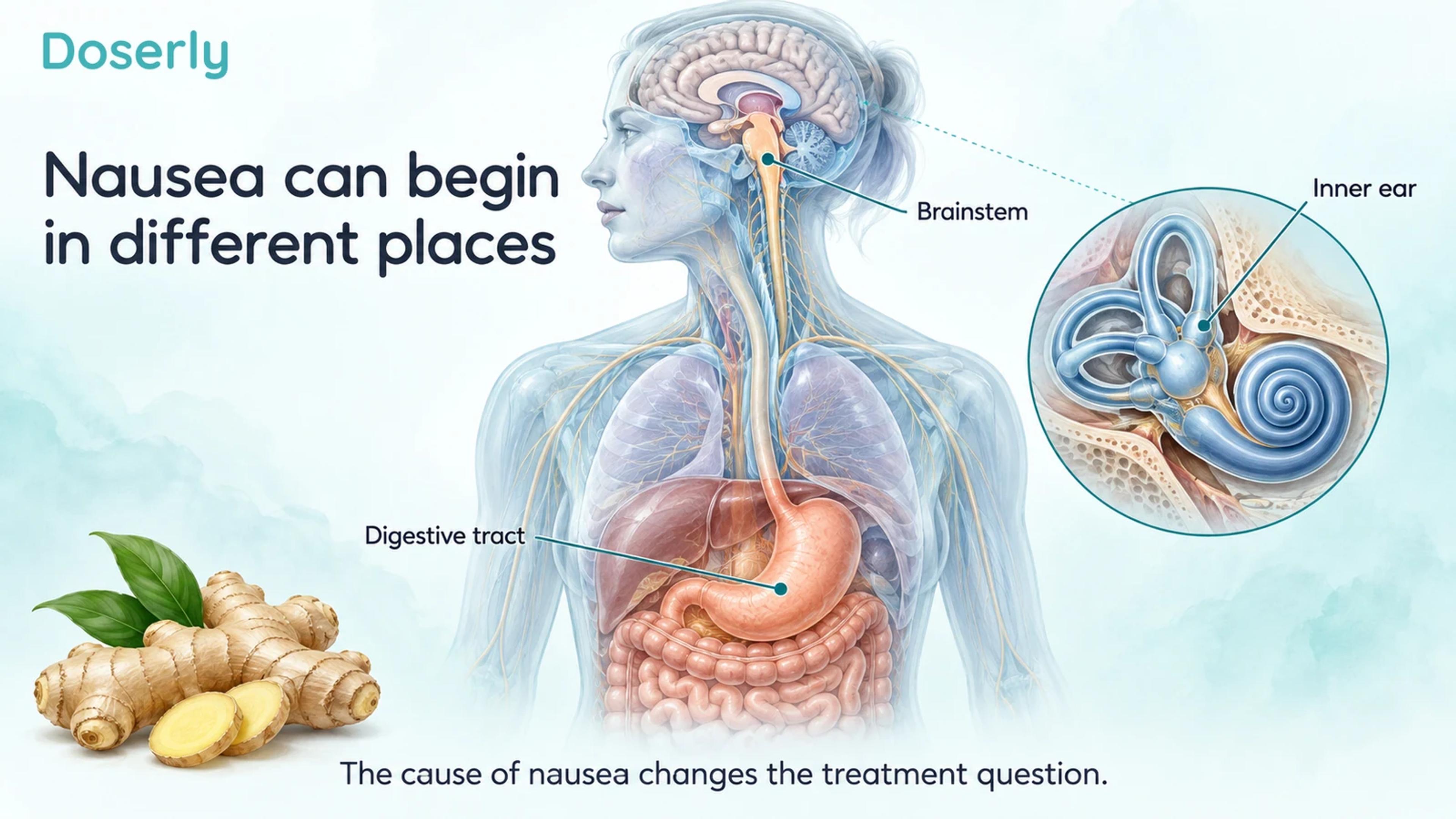 A translucent upper body shows the stomach and brainstem beside a magnified inner ear.