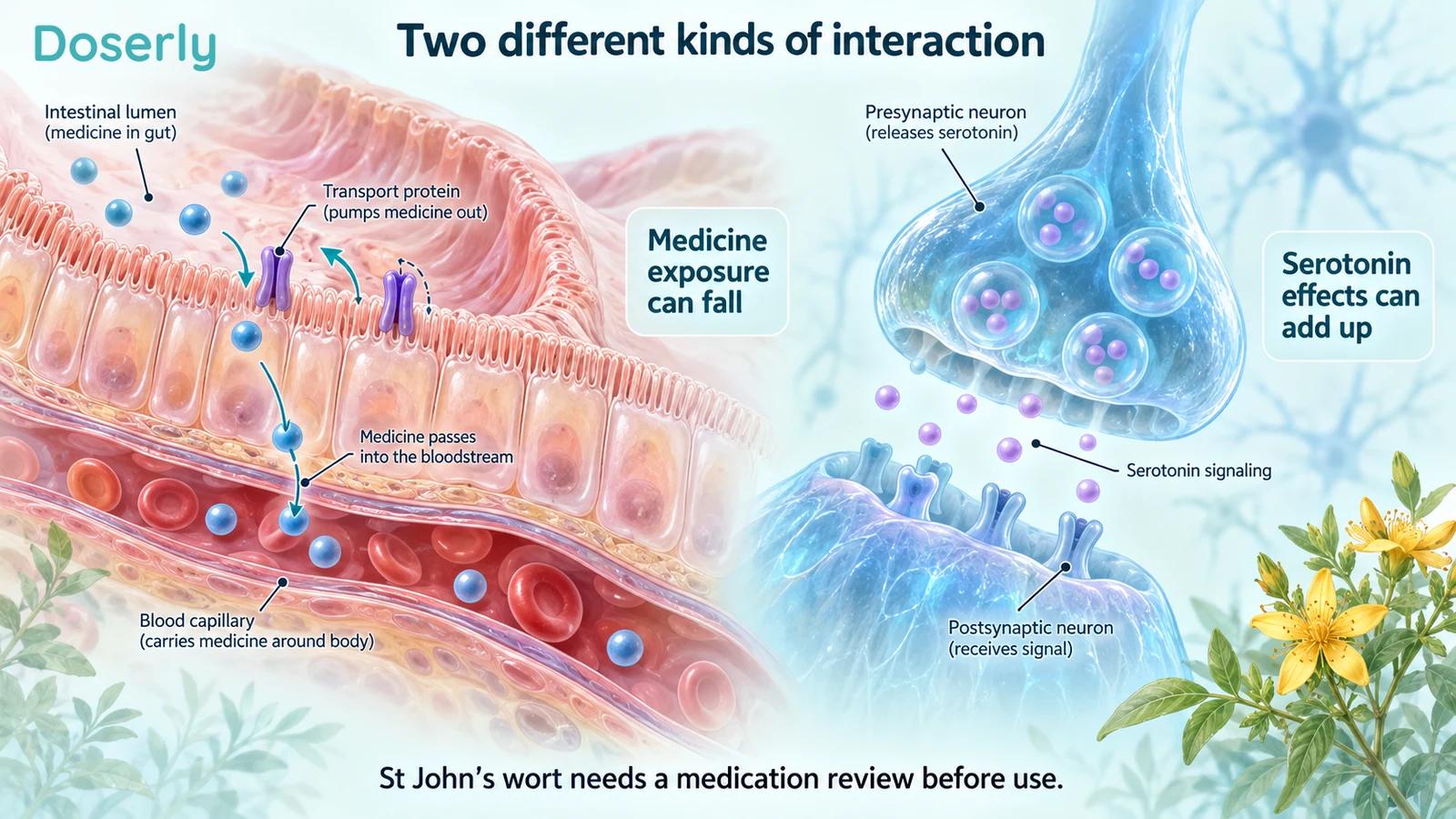 Intestinal transport and a neuronal synapse illustrate reduced medicine exposure and additive serotonin effects.
