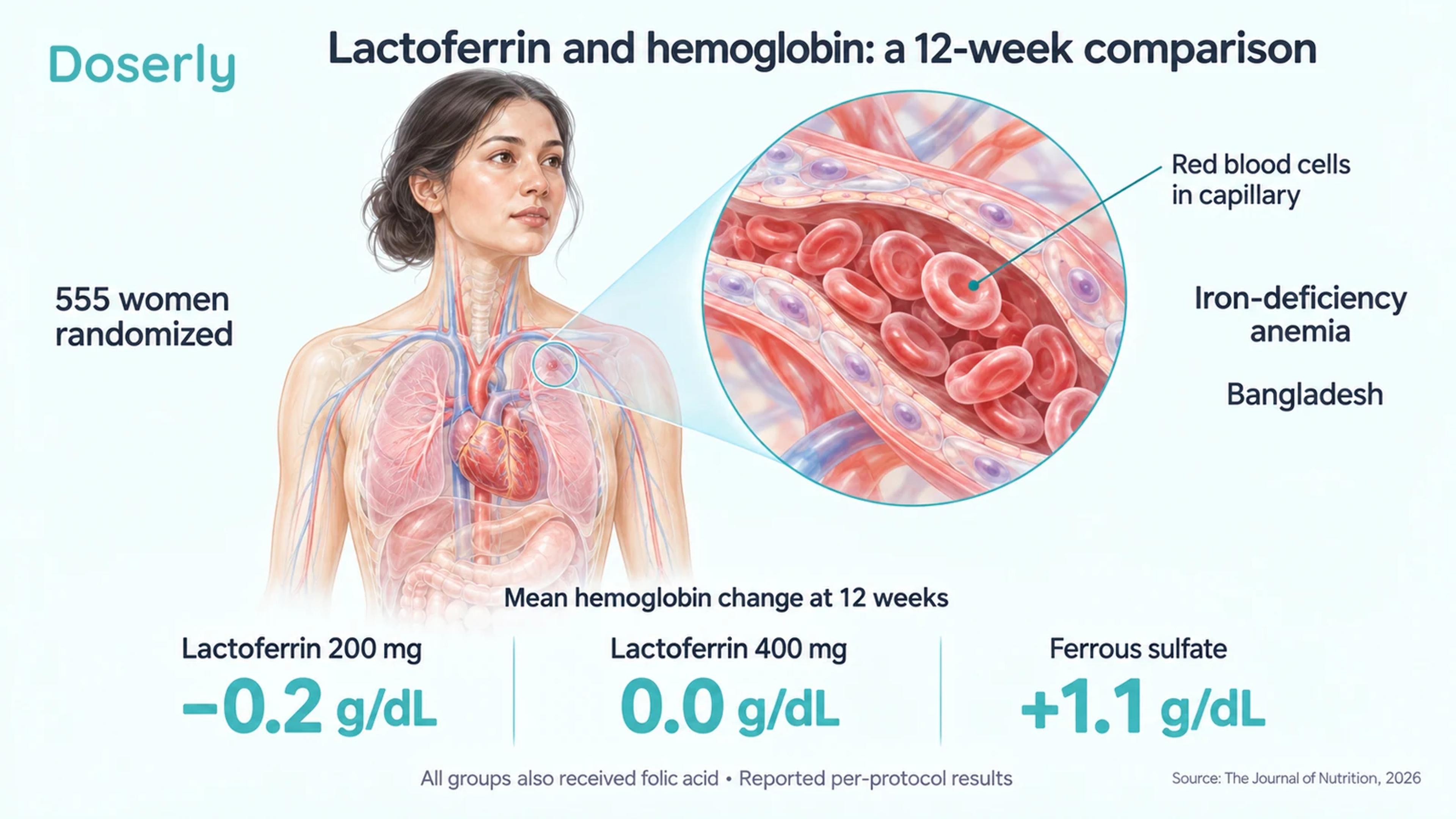 Illustrated 12-week trial showing mean hemoglobin changes of minus 0.2 g/dL with lactoferrin 200 mg, zero with lactoferrin 400 mg and plus 1.1 g/dL with ferrous sulfate.
