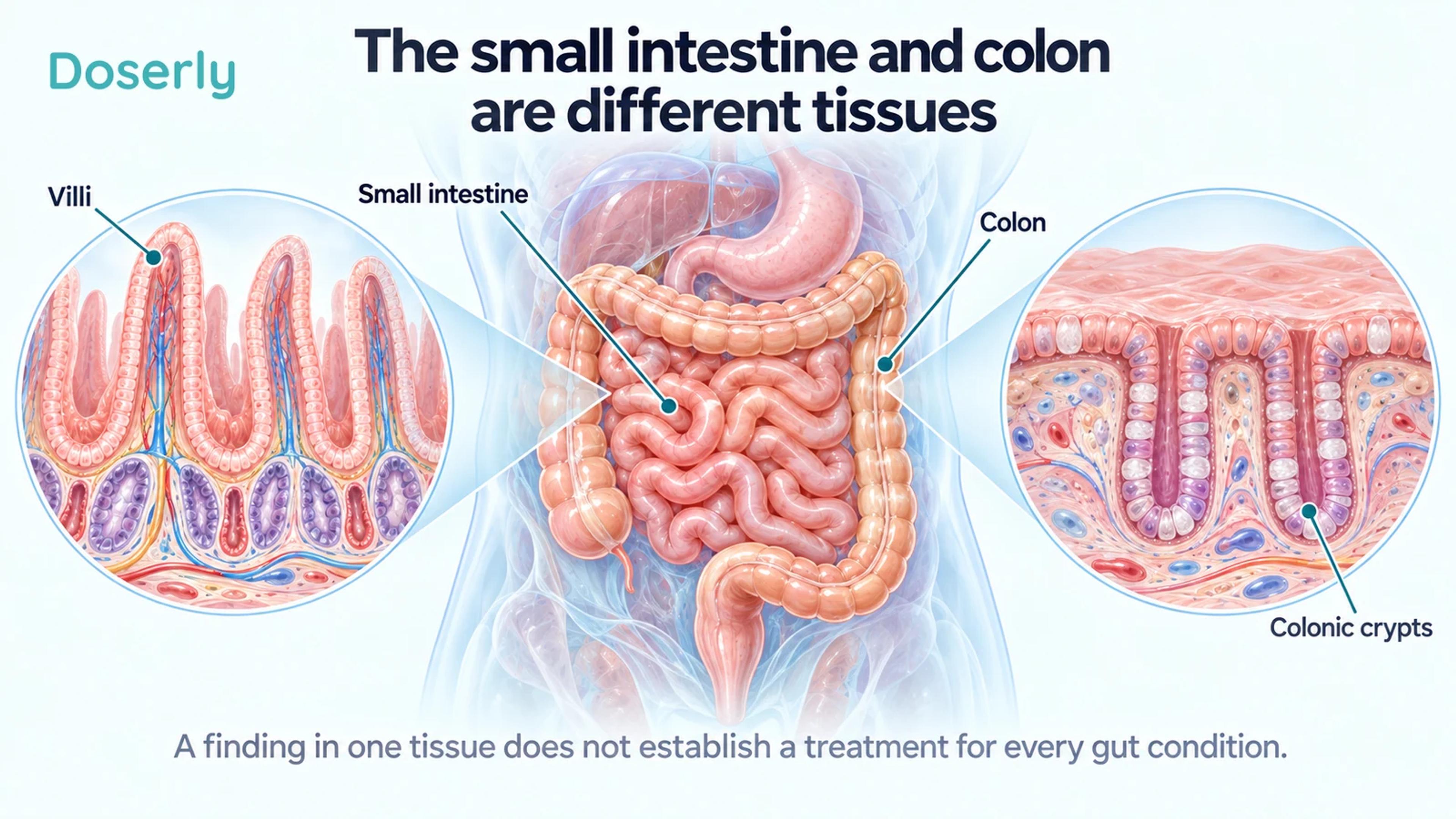Digestive tract with separate magnified views of small-intestinal villi and colonic crypts shows the different tissue architecture.