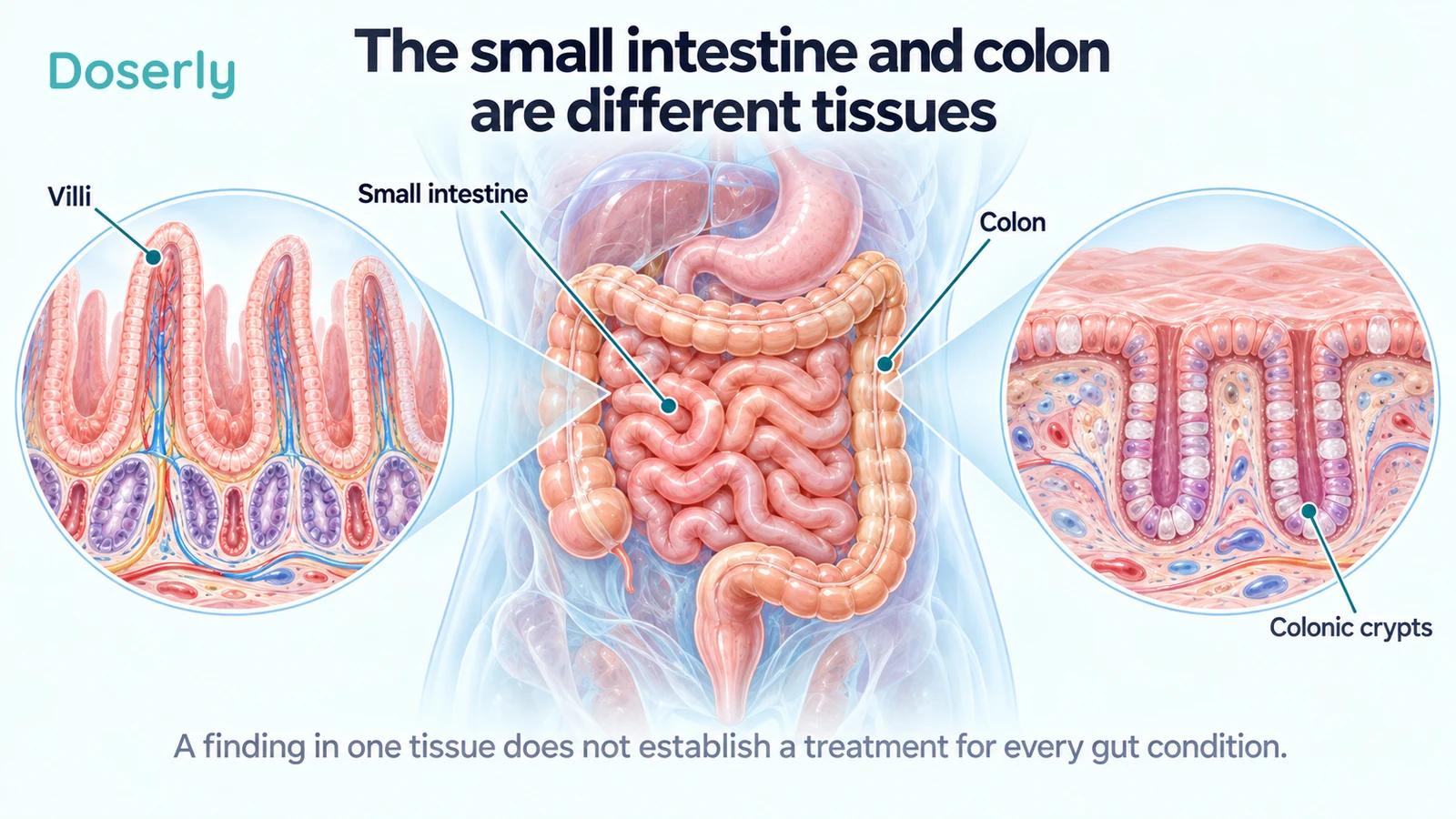 Digestive tract with separate magnified views of small-intestinal villi and colonic crypts shows the different tissue architecture.