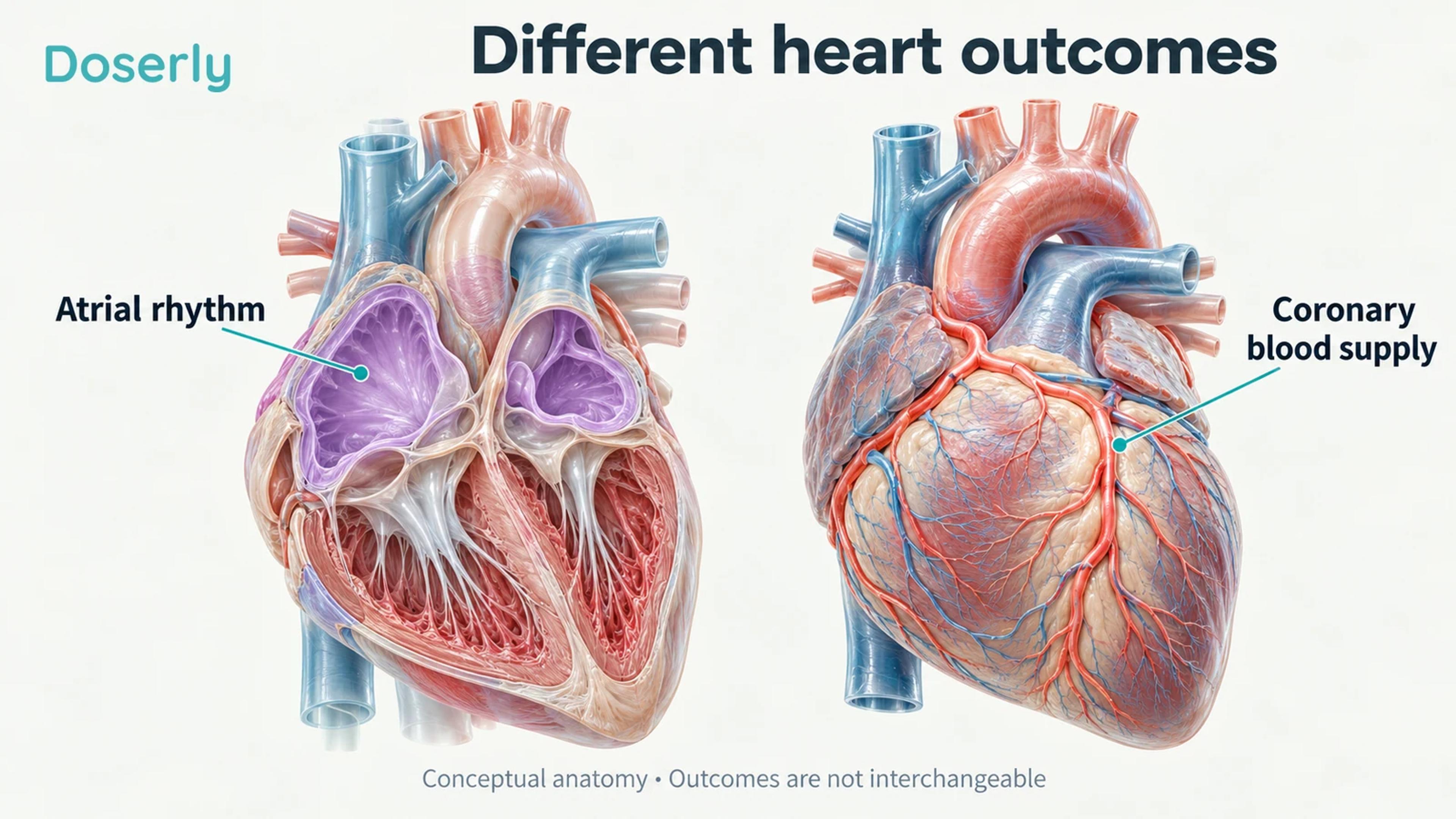 A heart's upper chambers and coronary vessels are highlighted in separate anatomical teaching specimens.