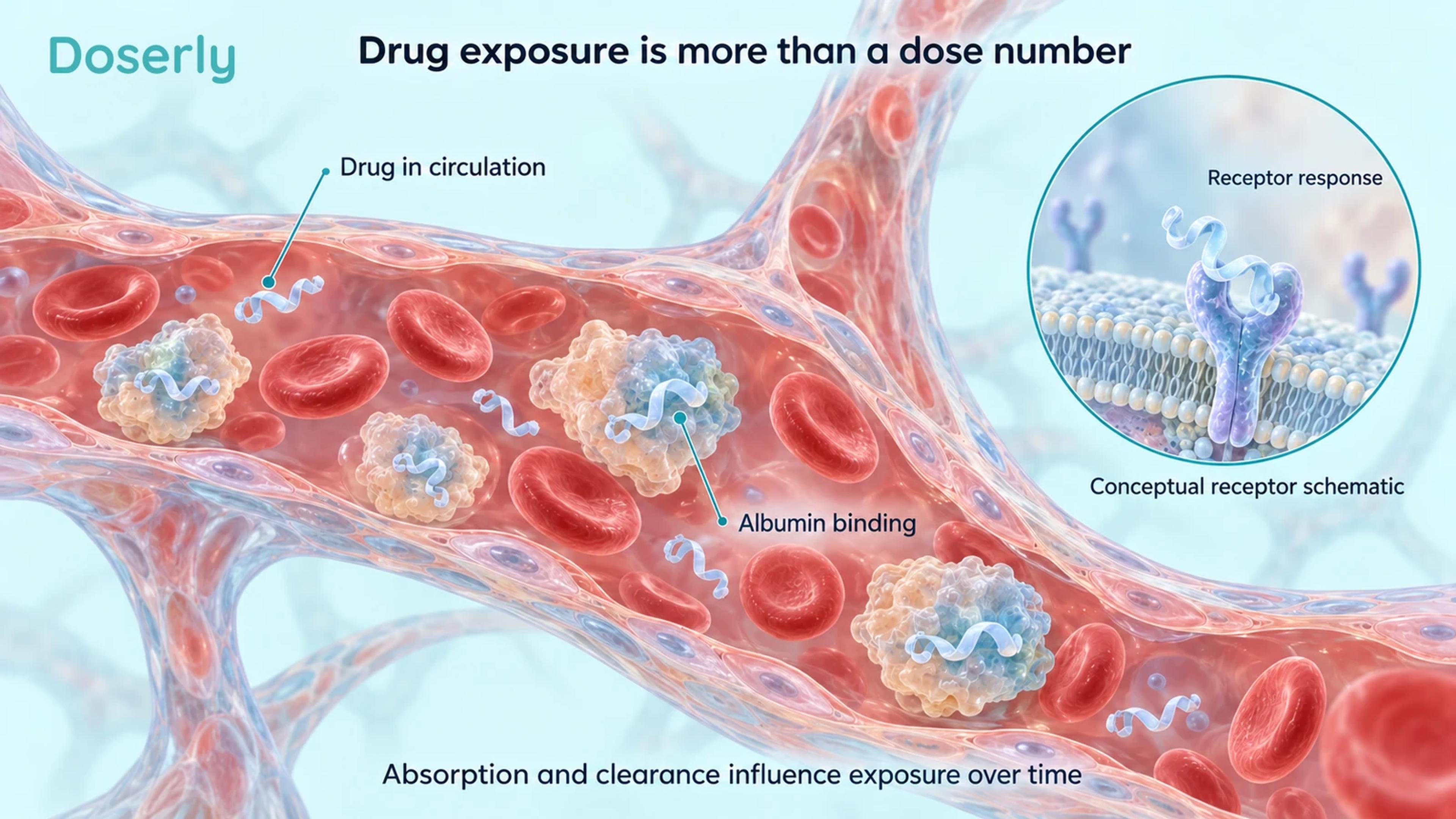 Capillary, albumin and receptor illustrations explain drug exposure.