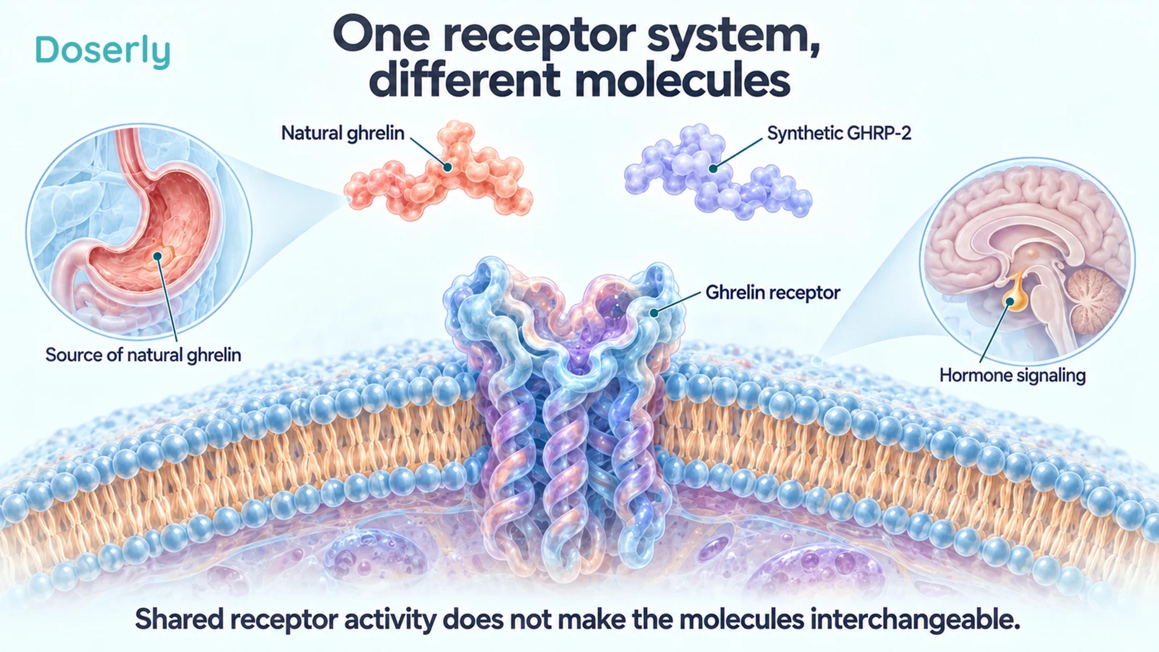 A conceptual cell-membrane receptor with separate natural ghrelin and synthetic GHRP-2 shapes, plus stomach and pituitary insets.