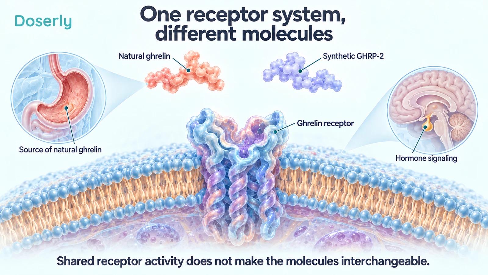 A conceptual cell-membrane receptor with separate natural ghrelin and synthetic GHRP-2 shapes, plus stomach and pituitary insets.