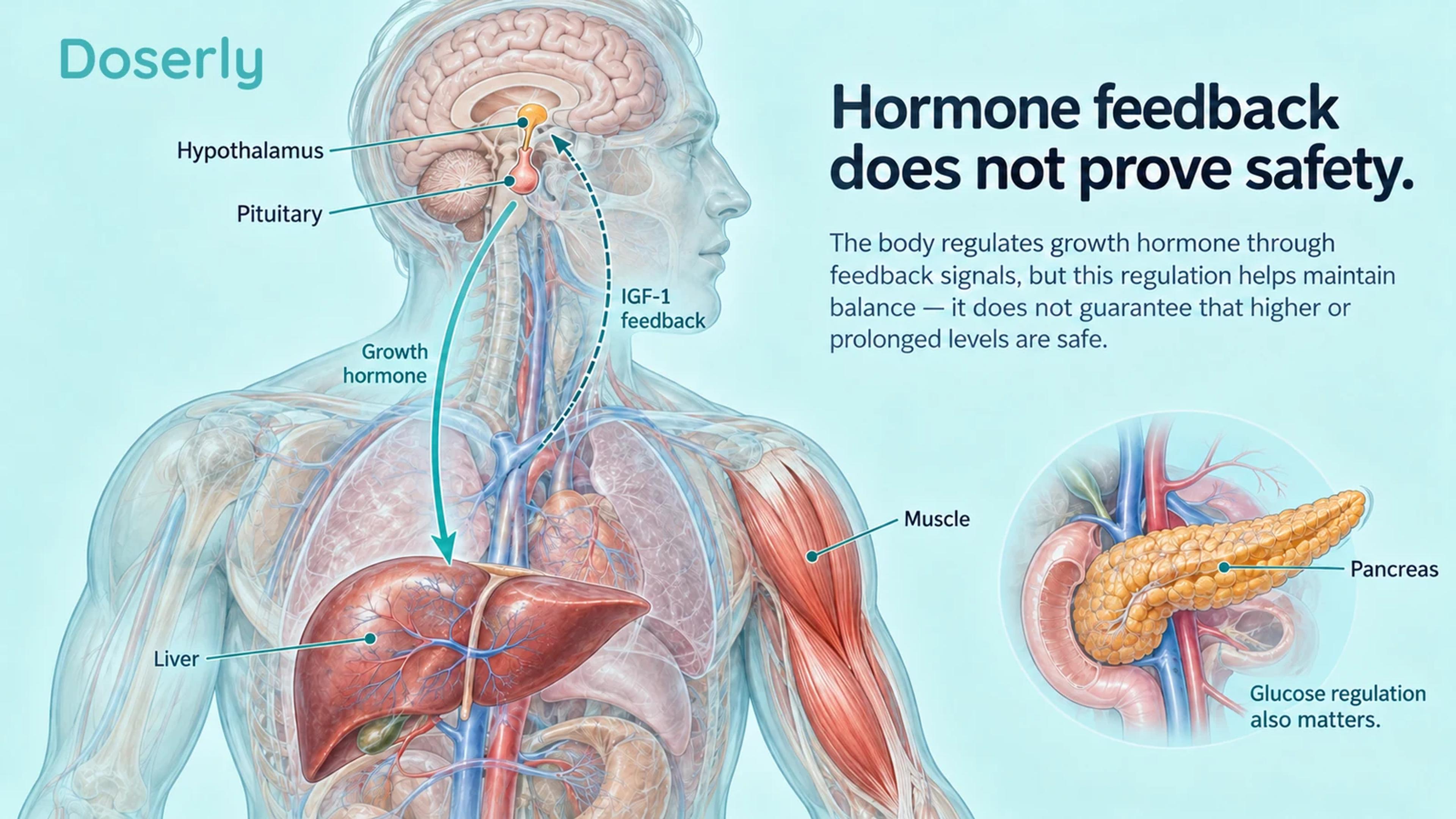 Translucent brain, pituitary, liver, muscle and pancreas illustrating growth-hormone signaling and IGF-1 feedback